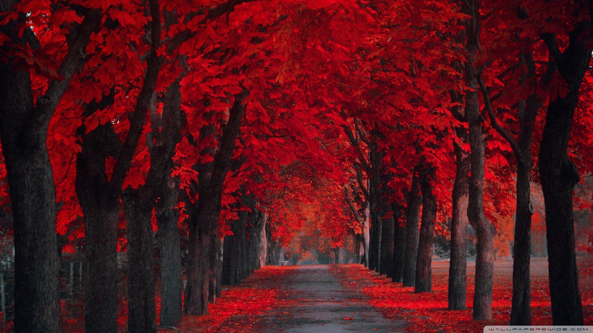 Red Tree Wallpapers