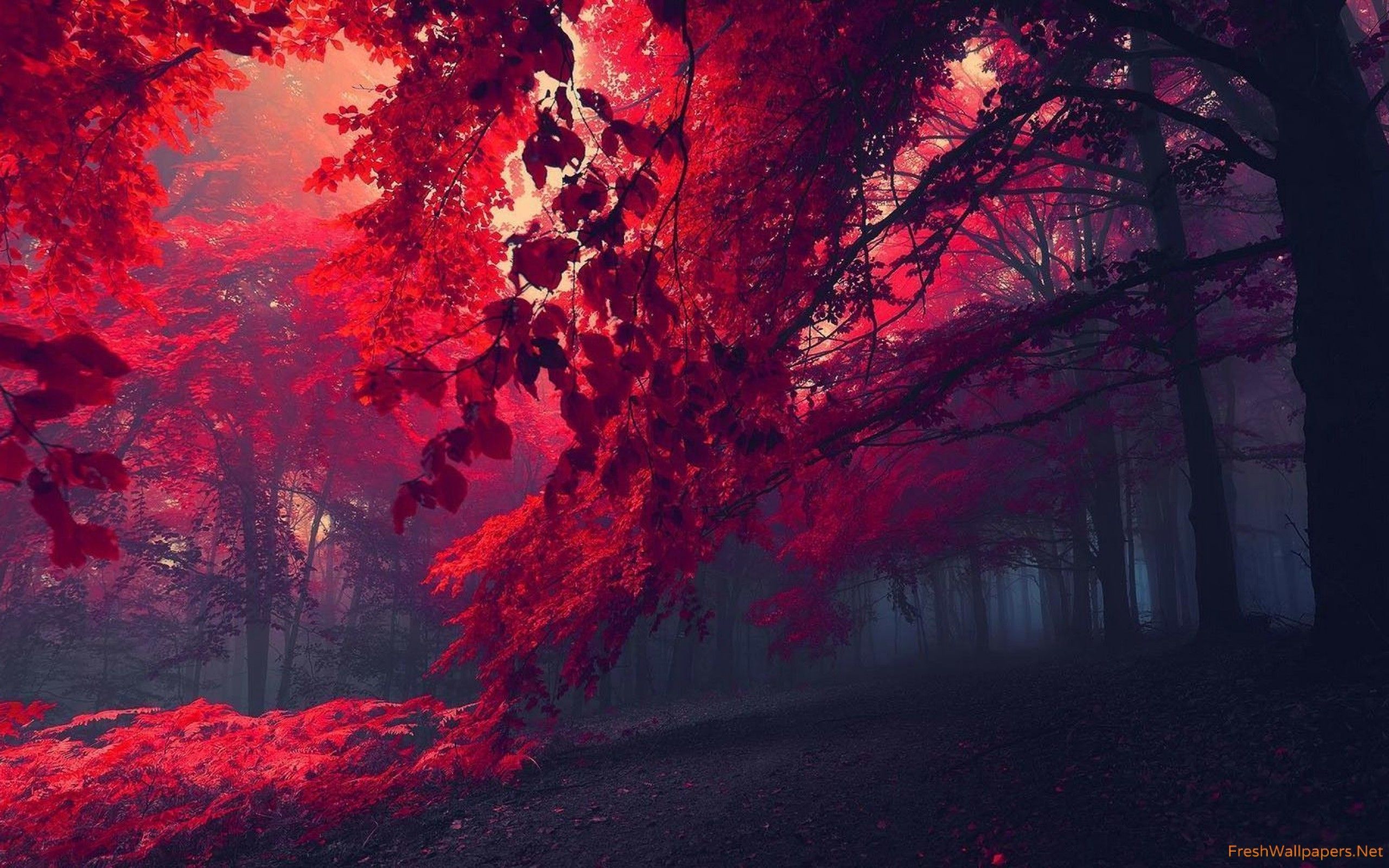 Red Tree Wallpapers