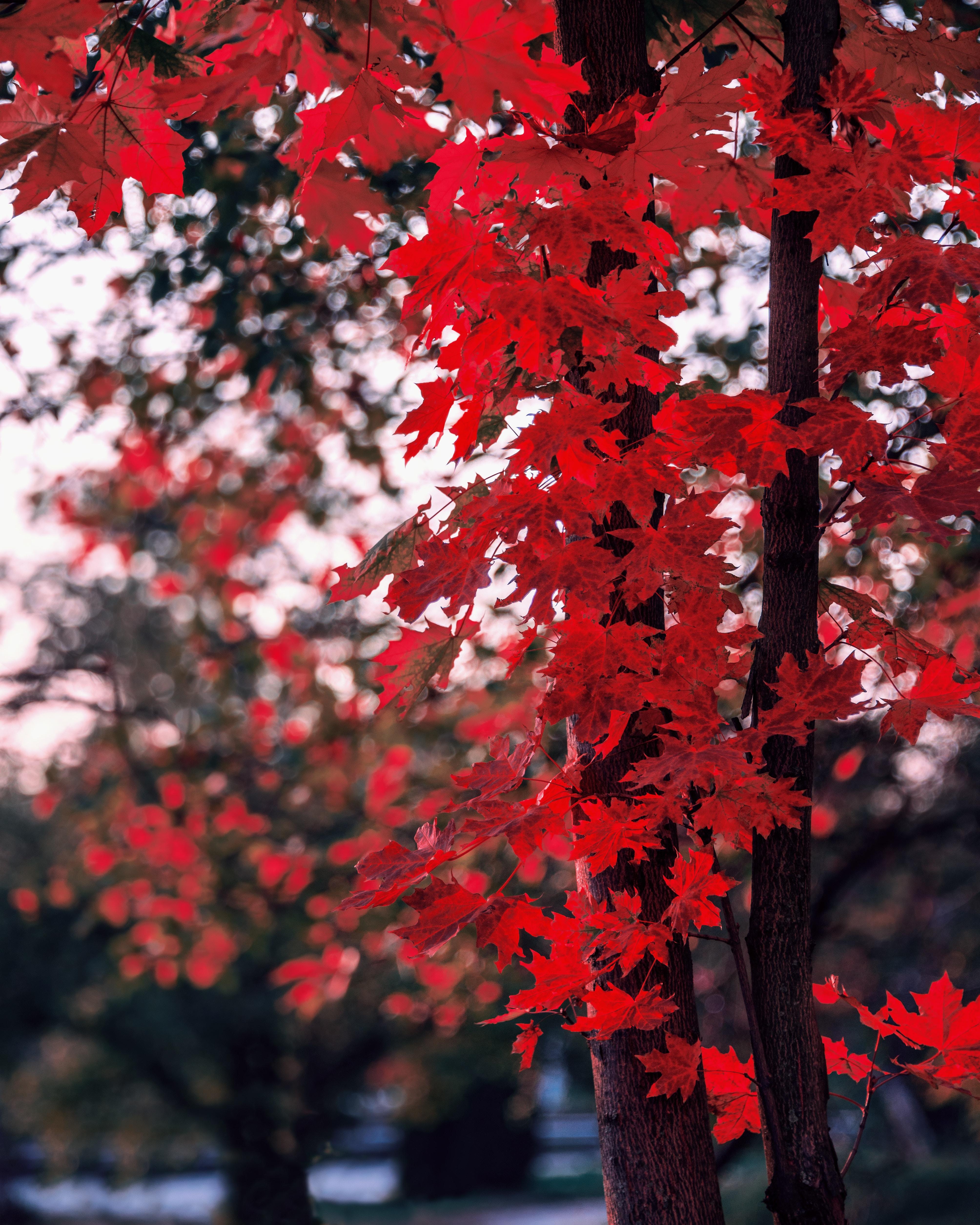 Red Tree Wallpapers