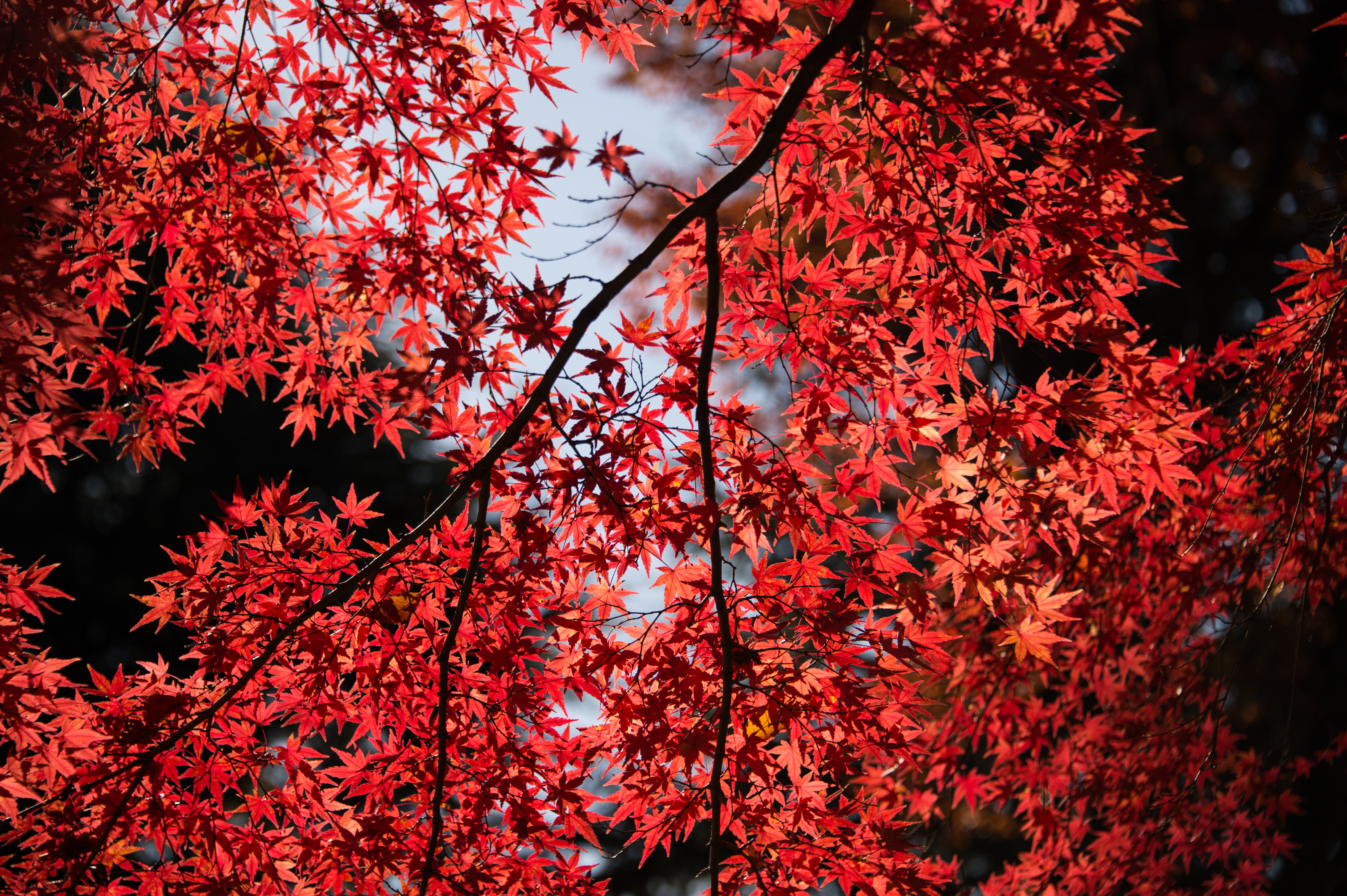 Red Tree Wallpapers