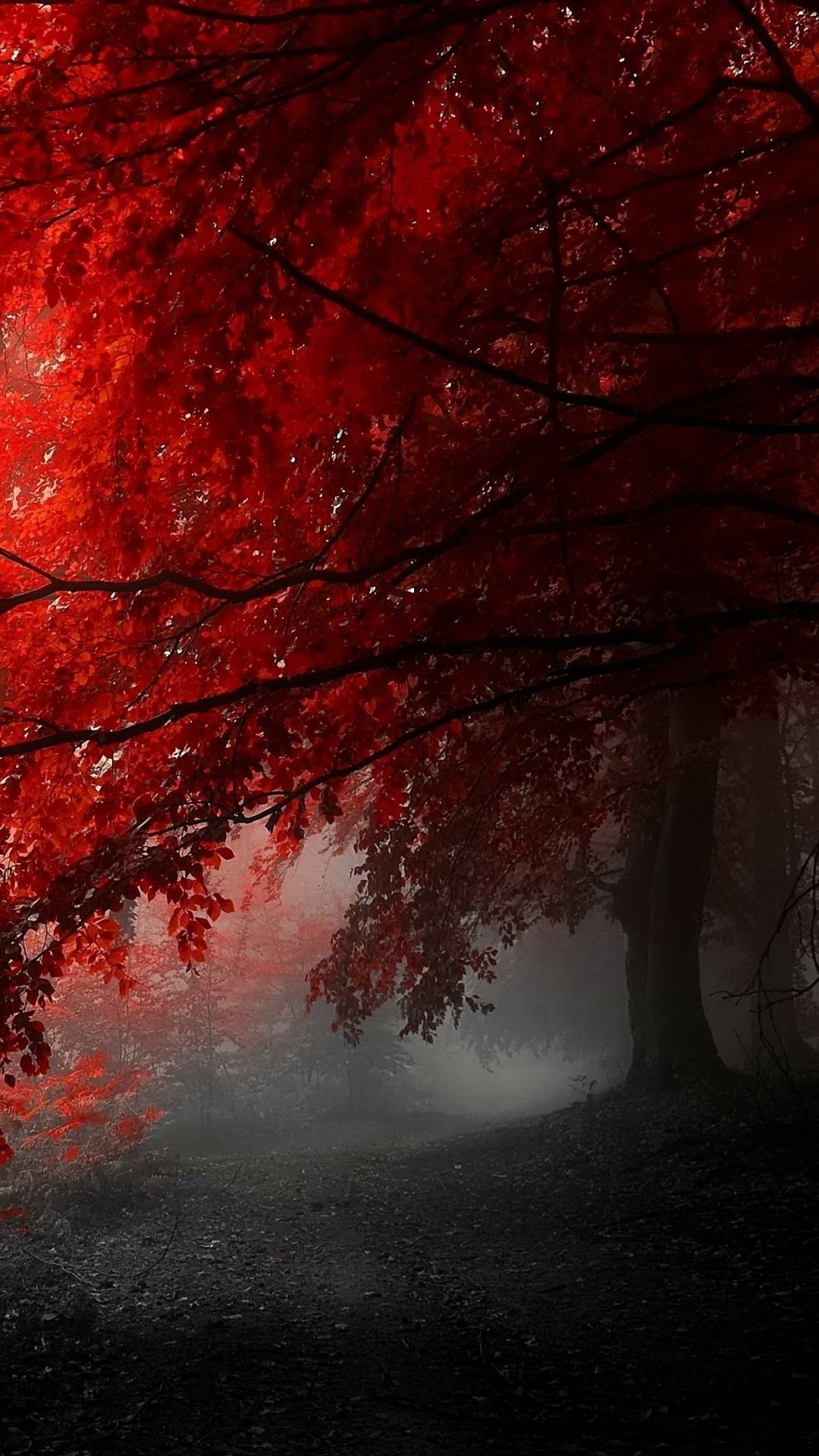 Red Tree Wallpapers