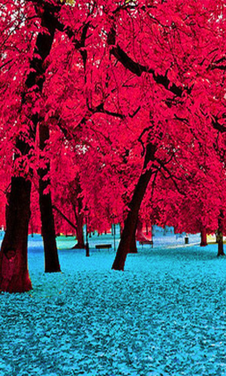 Red Tree Wallpapers