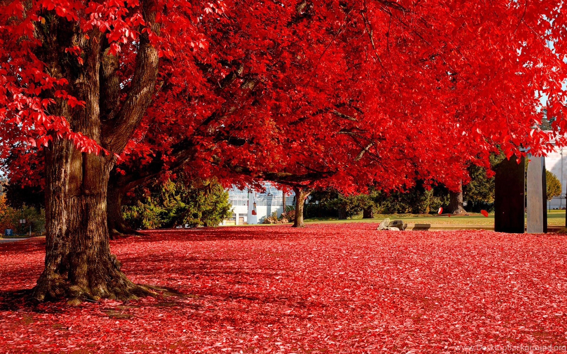 Red Tree Wallpapers