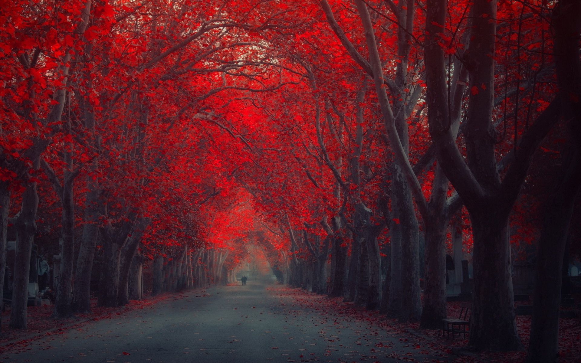 Red Tree Wallpapers