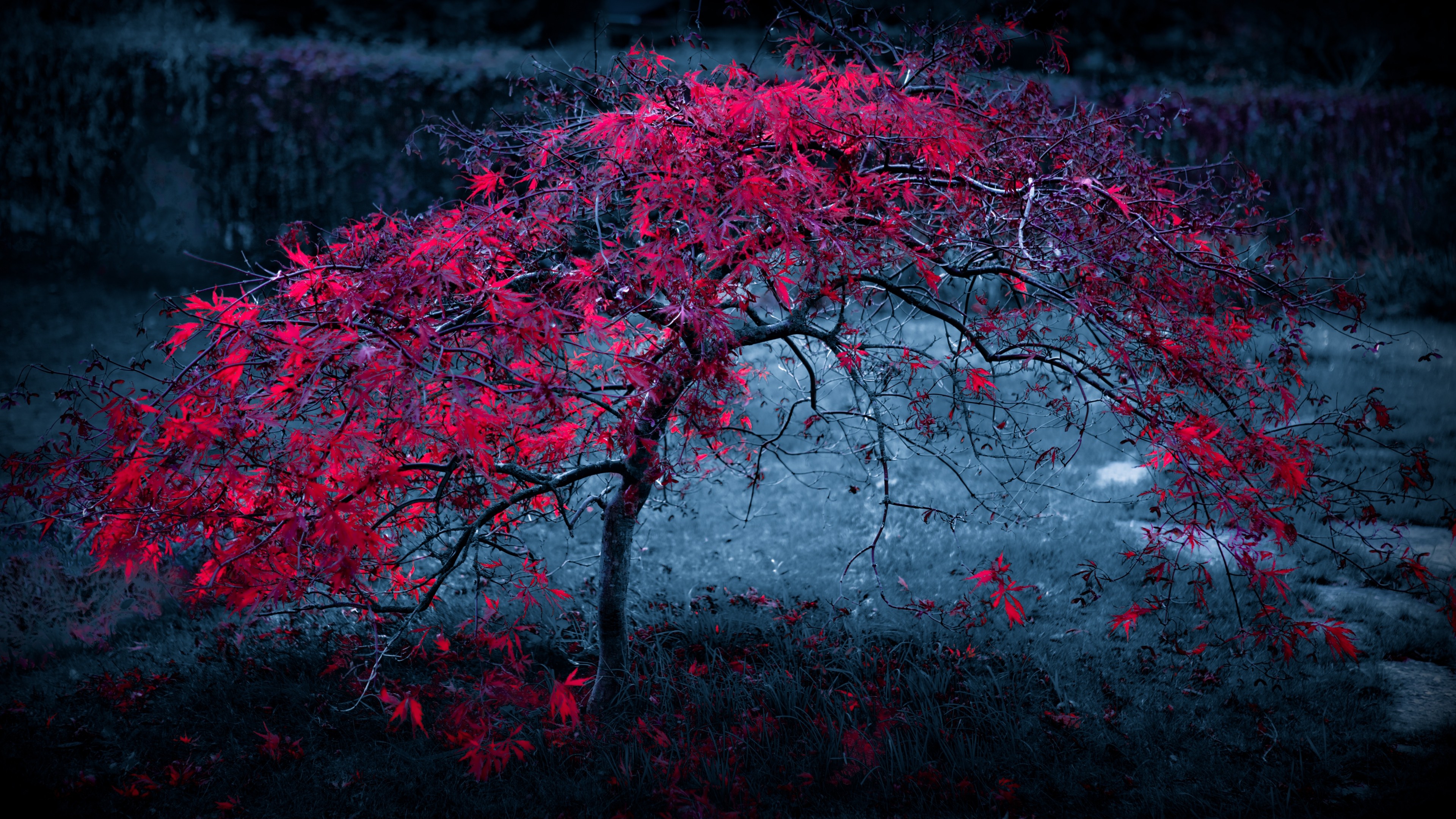 Red Tree Wallpapers