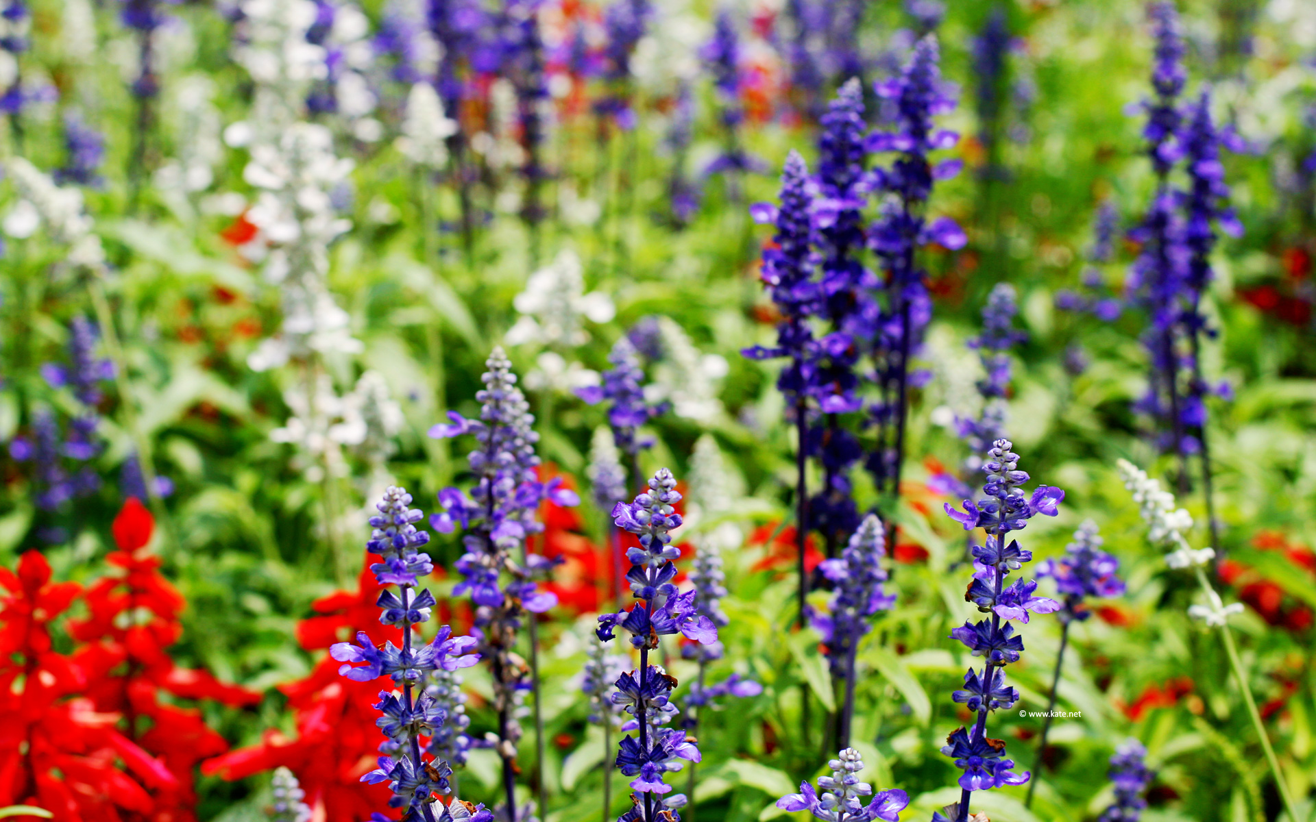 Red White And Blue Flowers Wallpapers