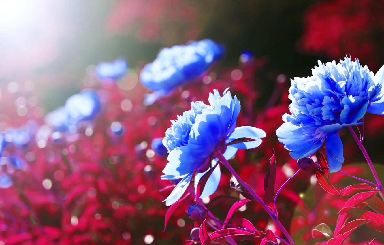 Red White And Blue Flowers Wallpapers
