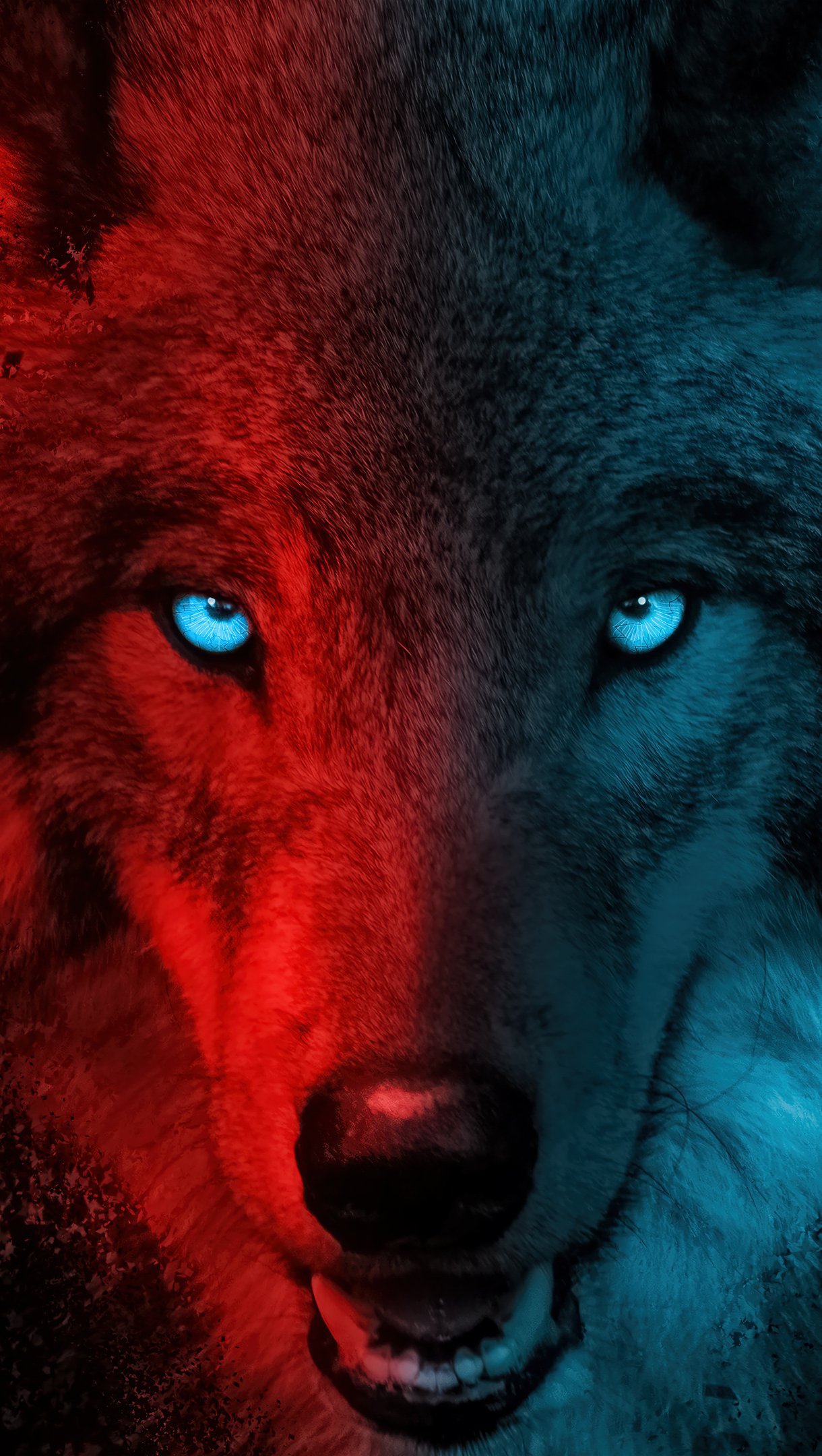 Red Wolf Wallpapers