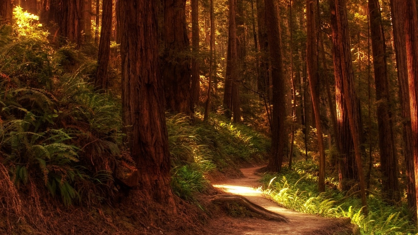 Redwood Forest 4K Wallpapers