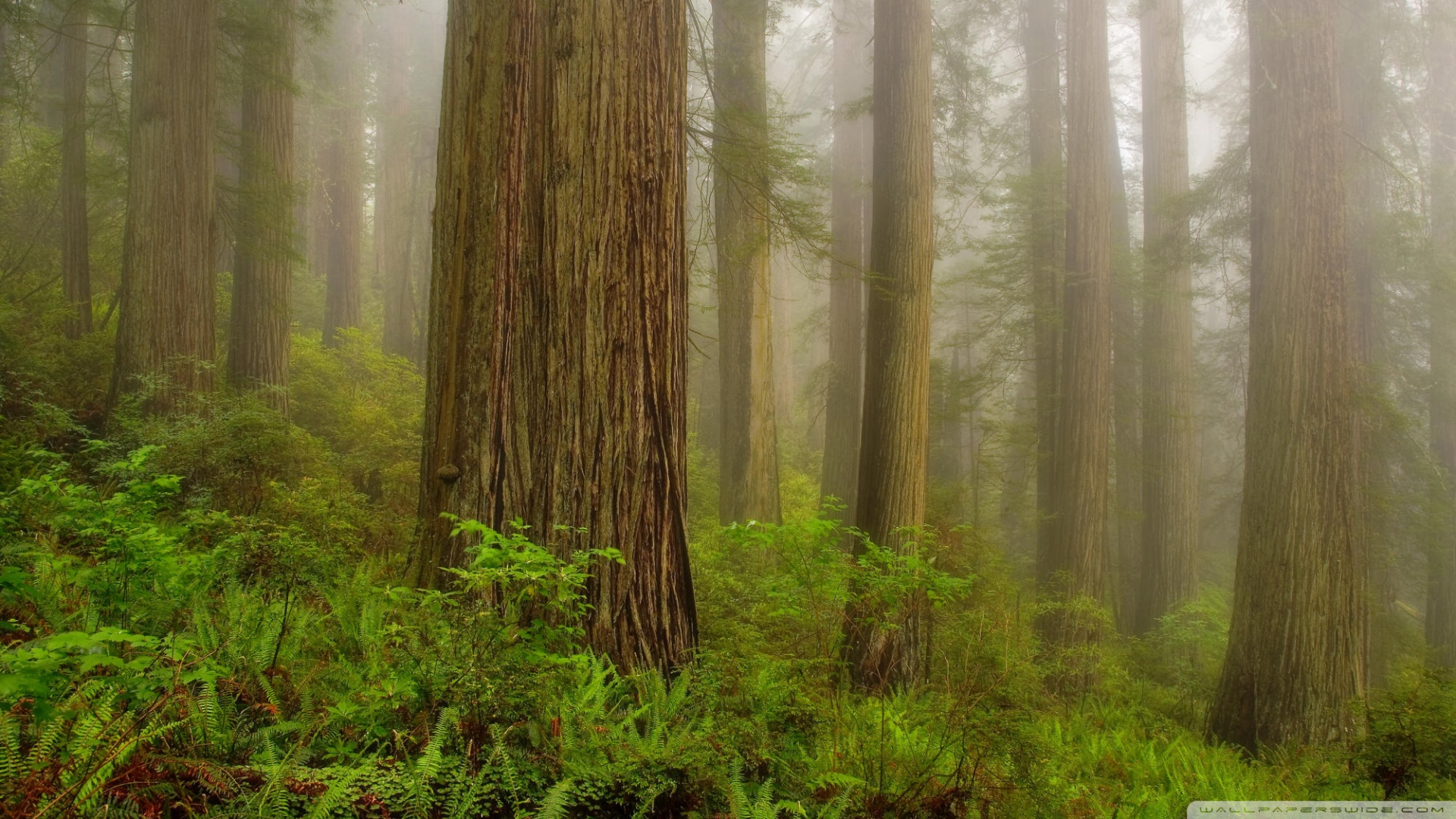 Redwood Forest 4K Wallpapers