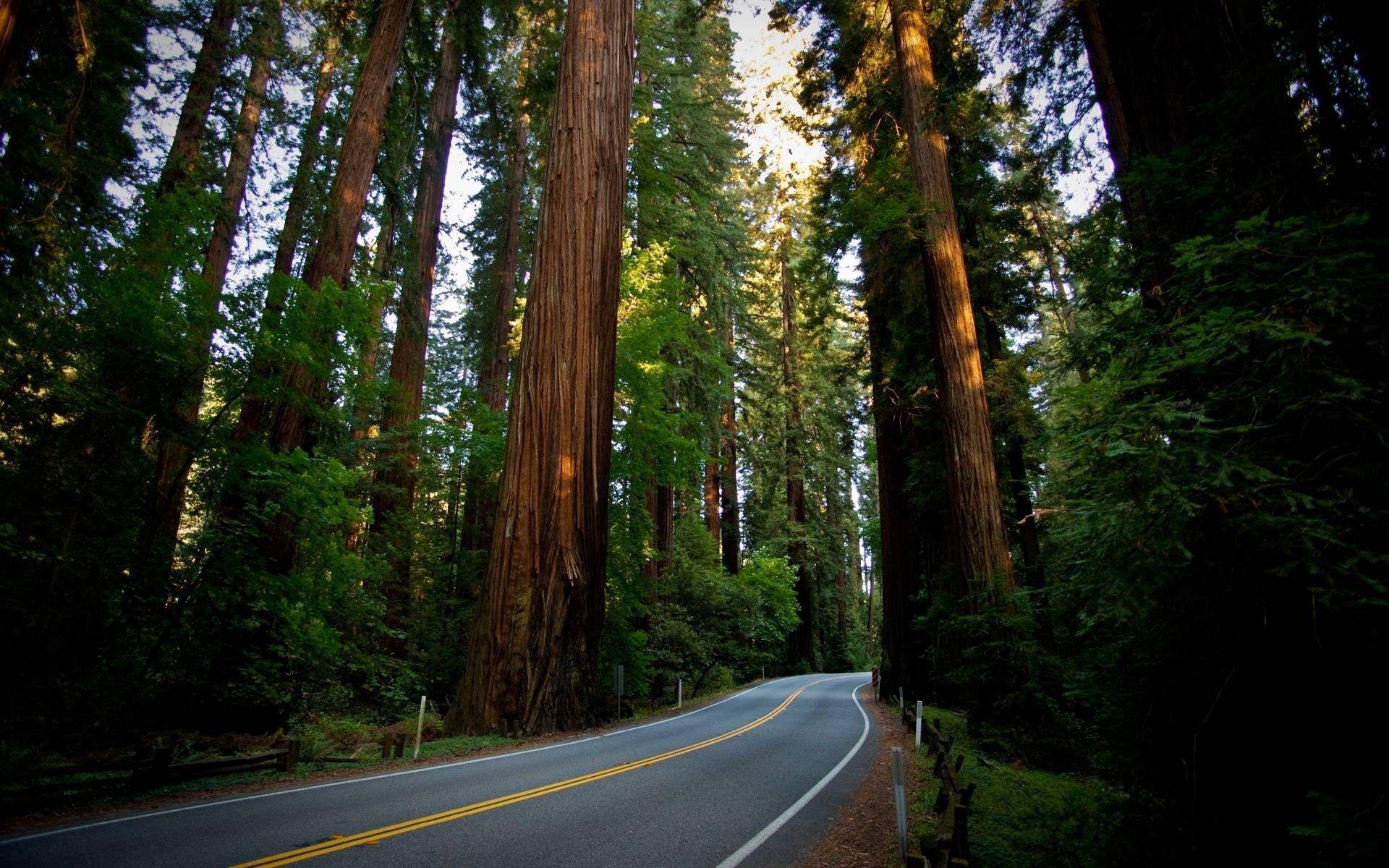 Redwood National And State Parks Wallpapers