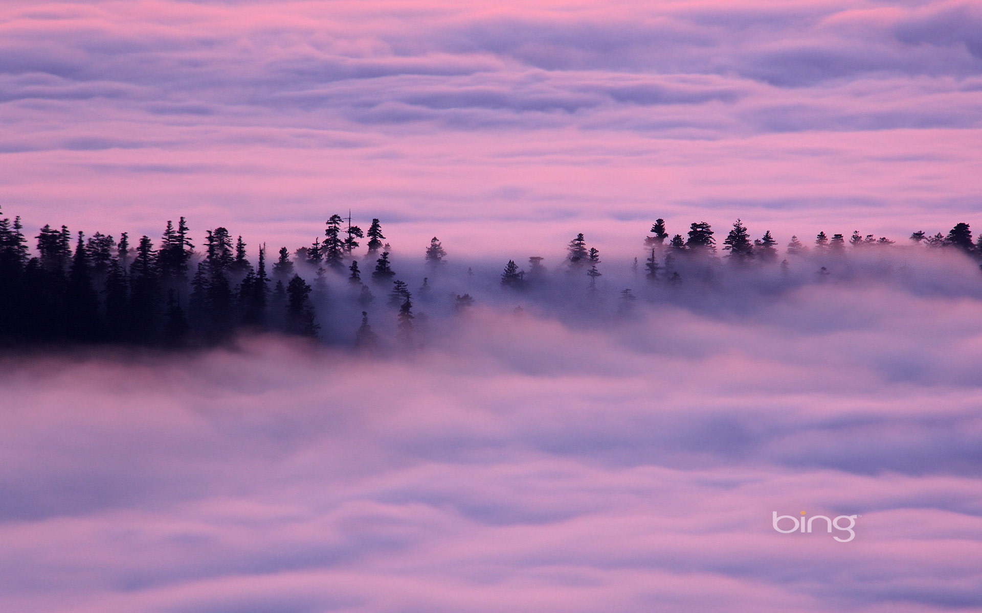 Redwood National And State Parks Wallpapers