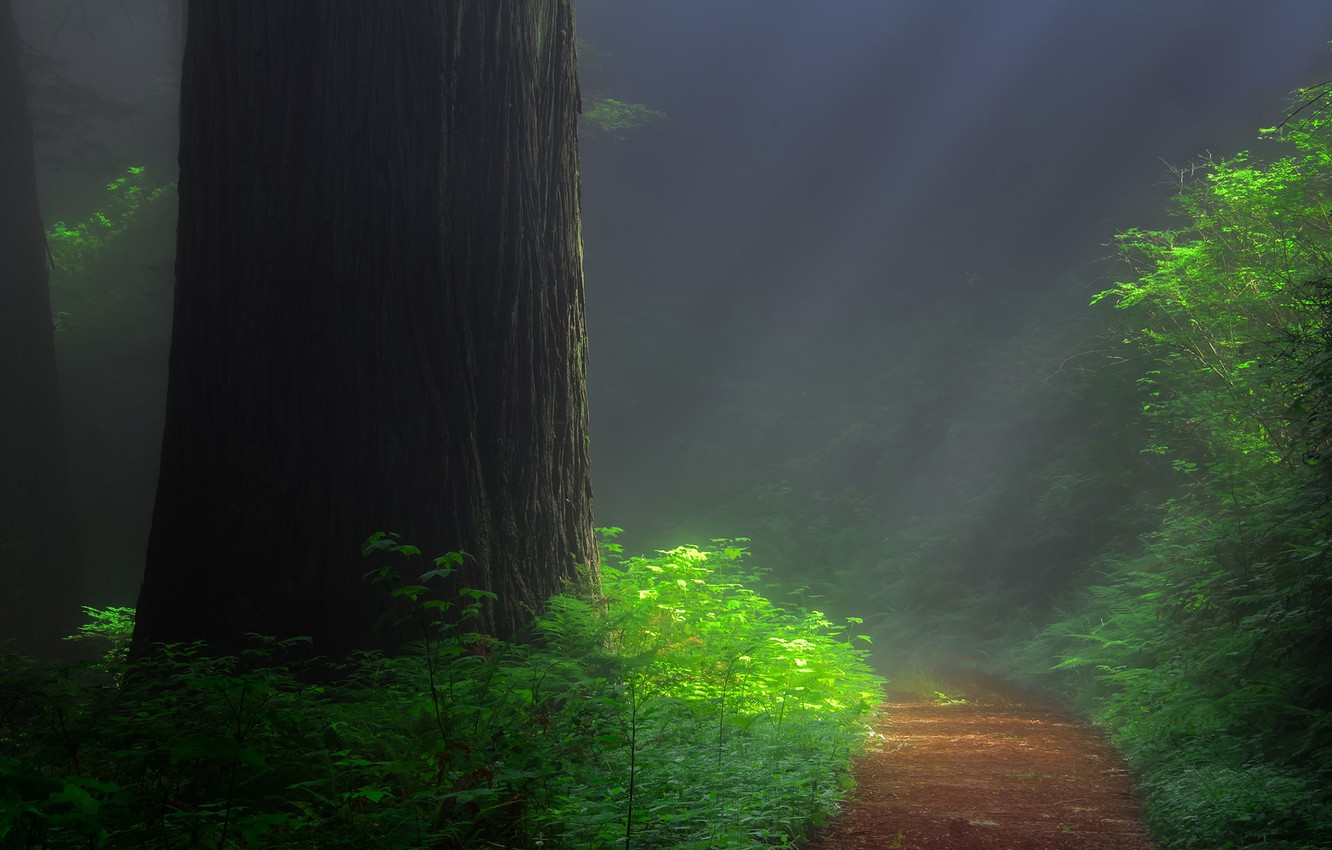 Redwood Tree Wallpapers