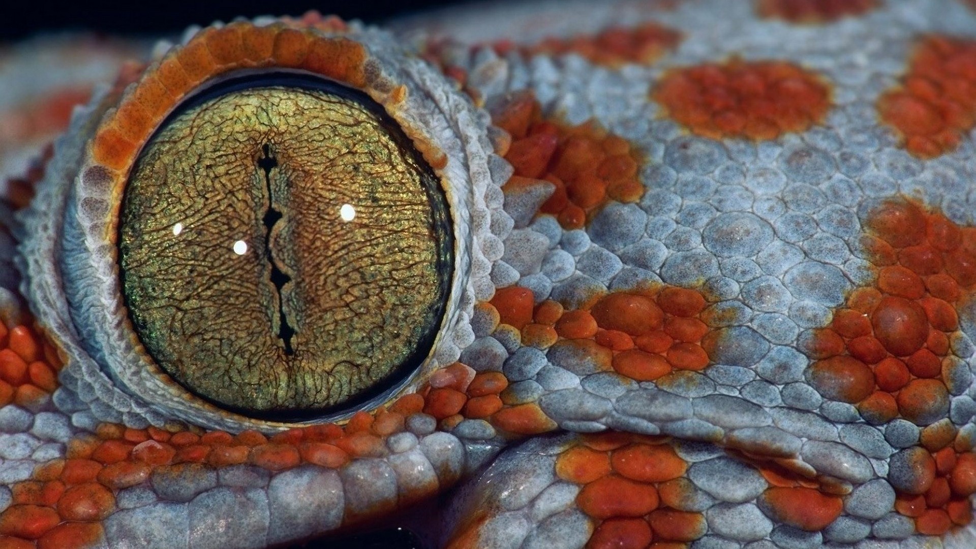 Reptile Eye Texture Wallpapers