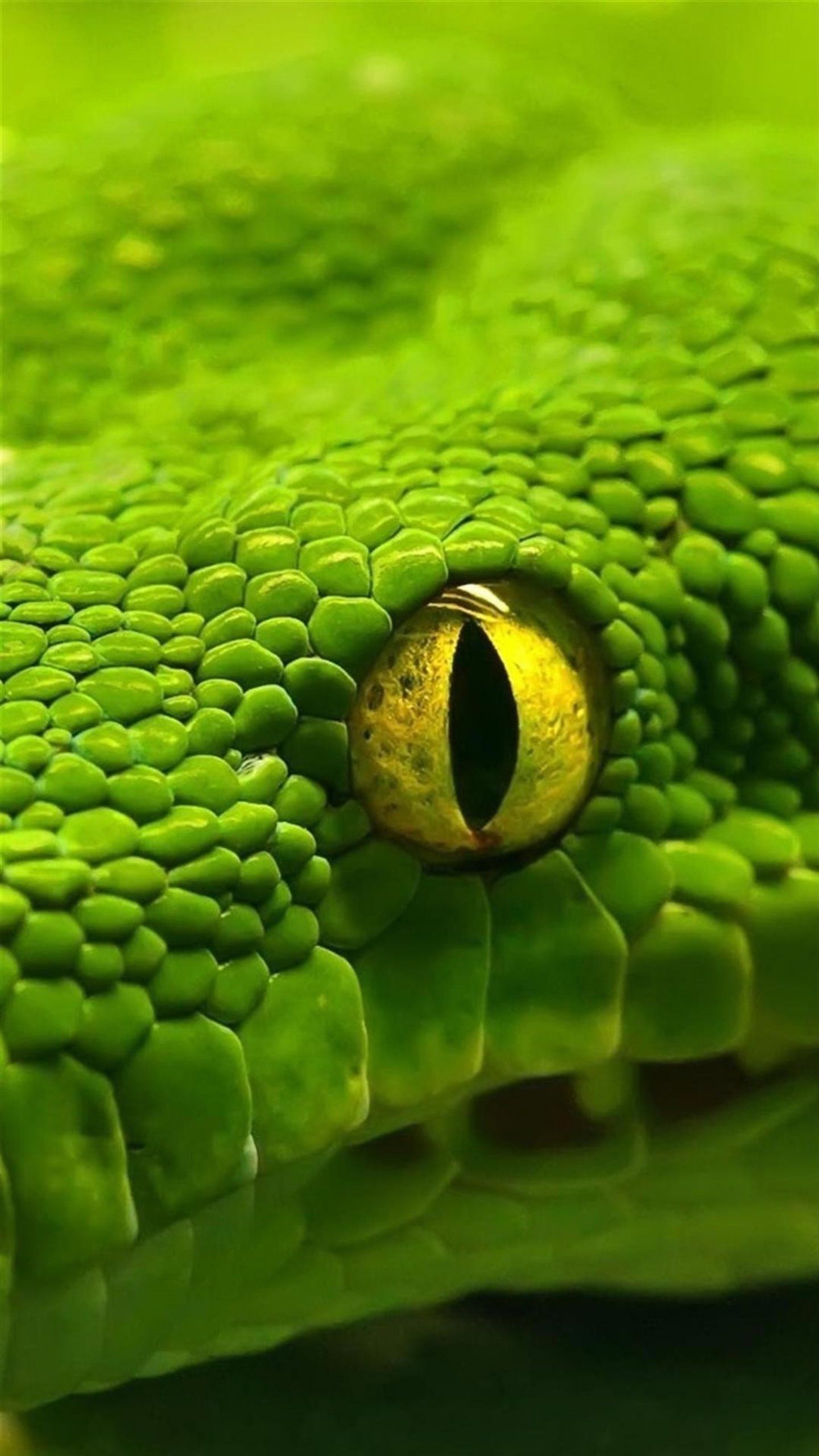 Reptile Eye Texture Wallpapers