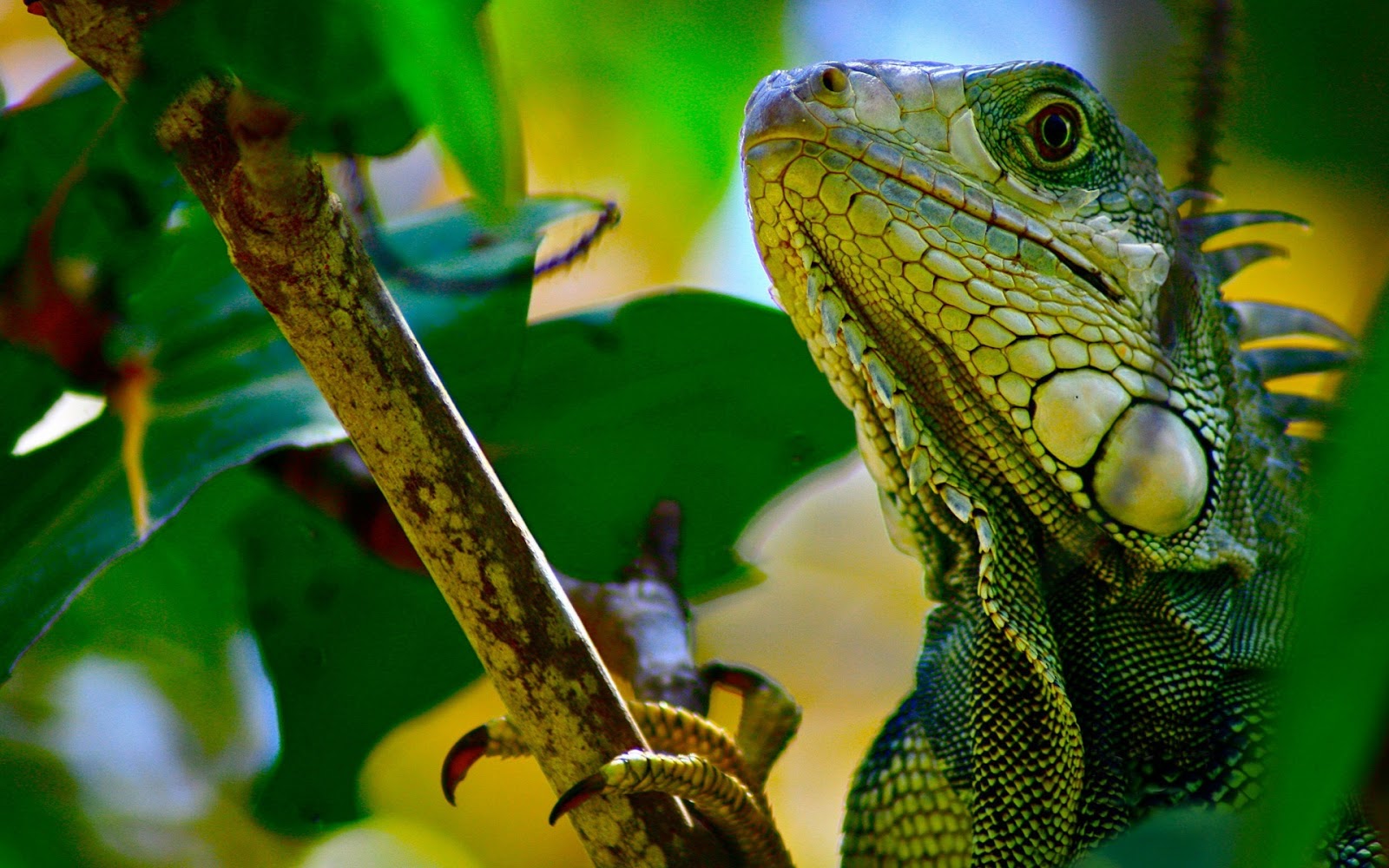 Reptile Wallpapers