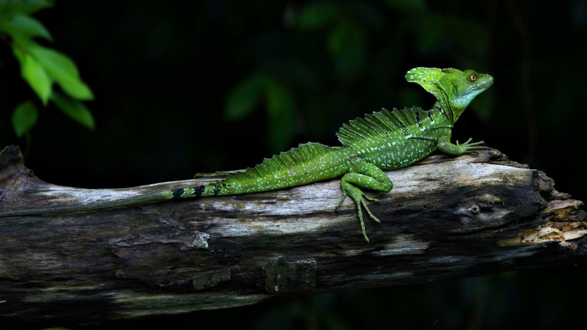 Reptile Wallpapers