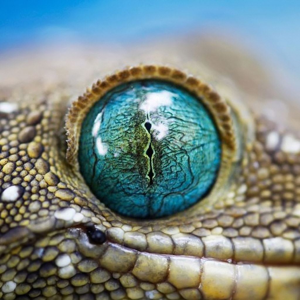 Reptile Wallpapers