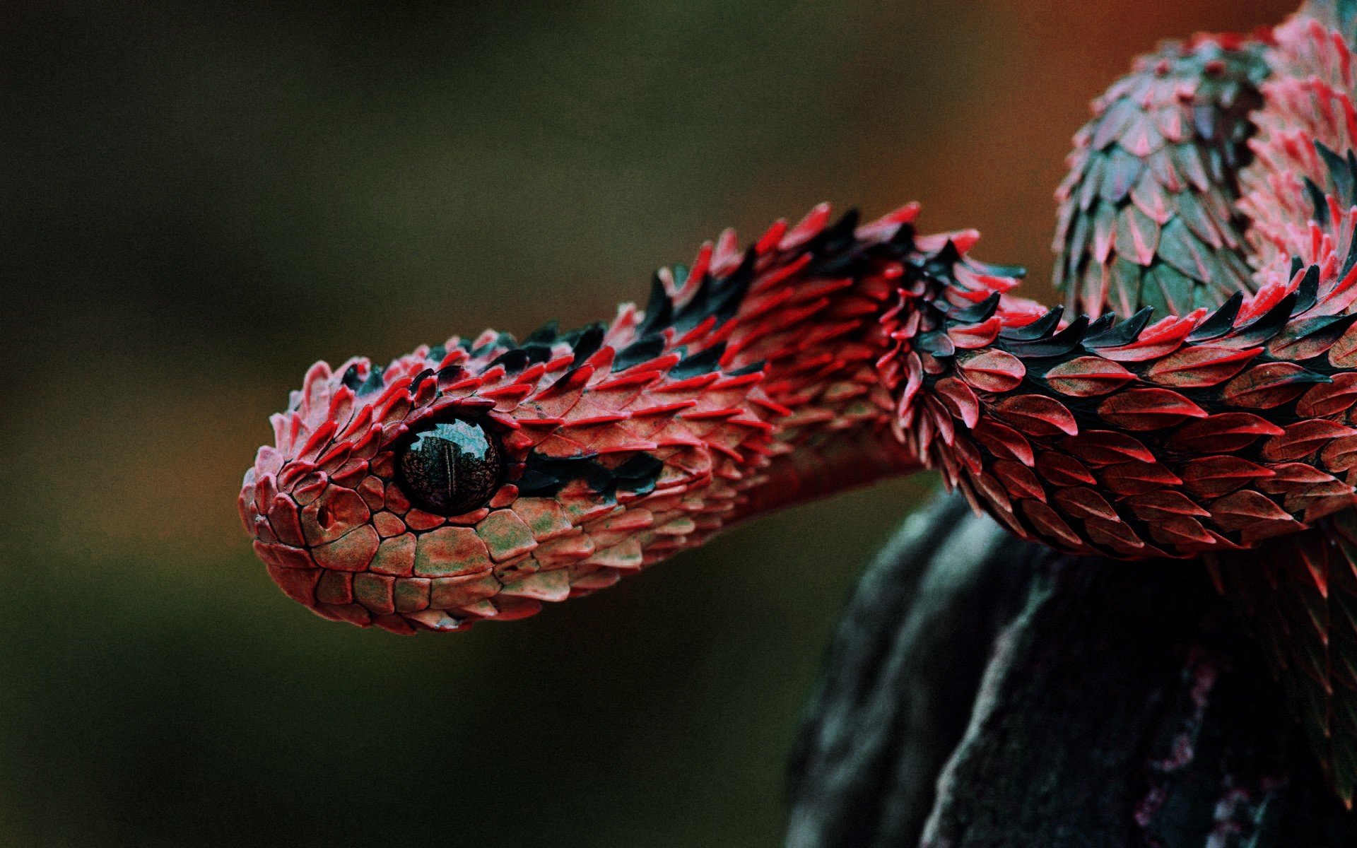 Reptile Wallpapers