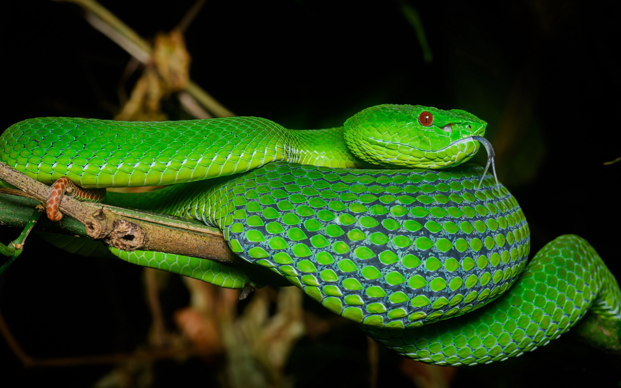 Reptile Wallpapers