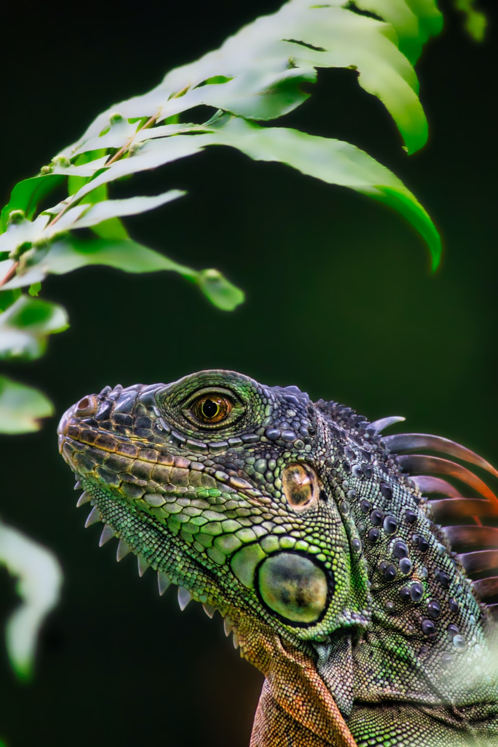 Reptile Wallpapers