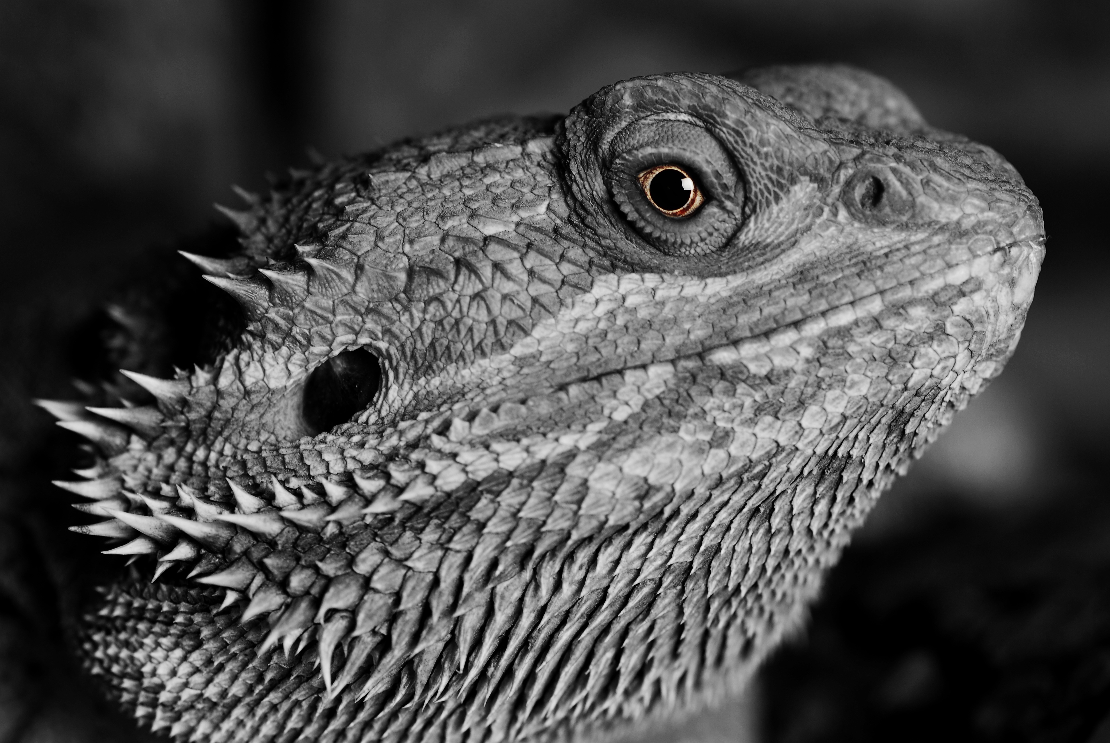 Reptile Wallpapers