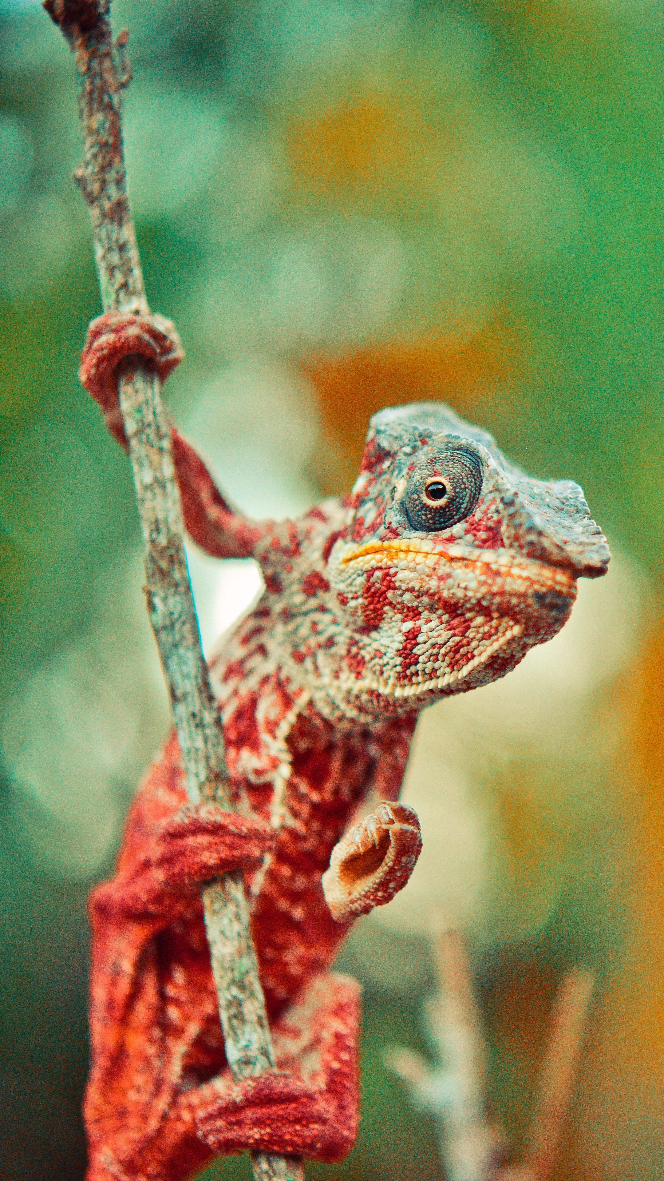 Reptile Wallpapers