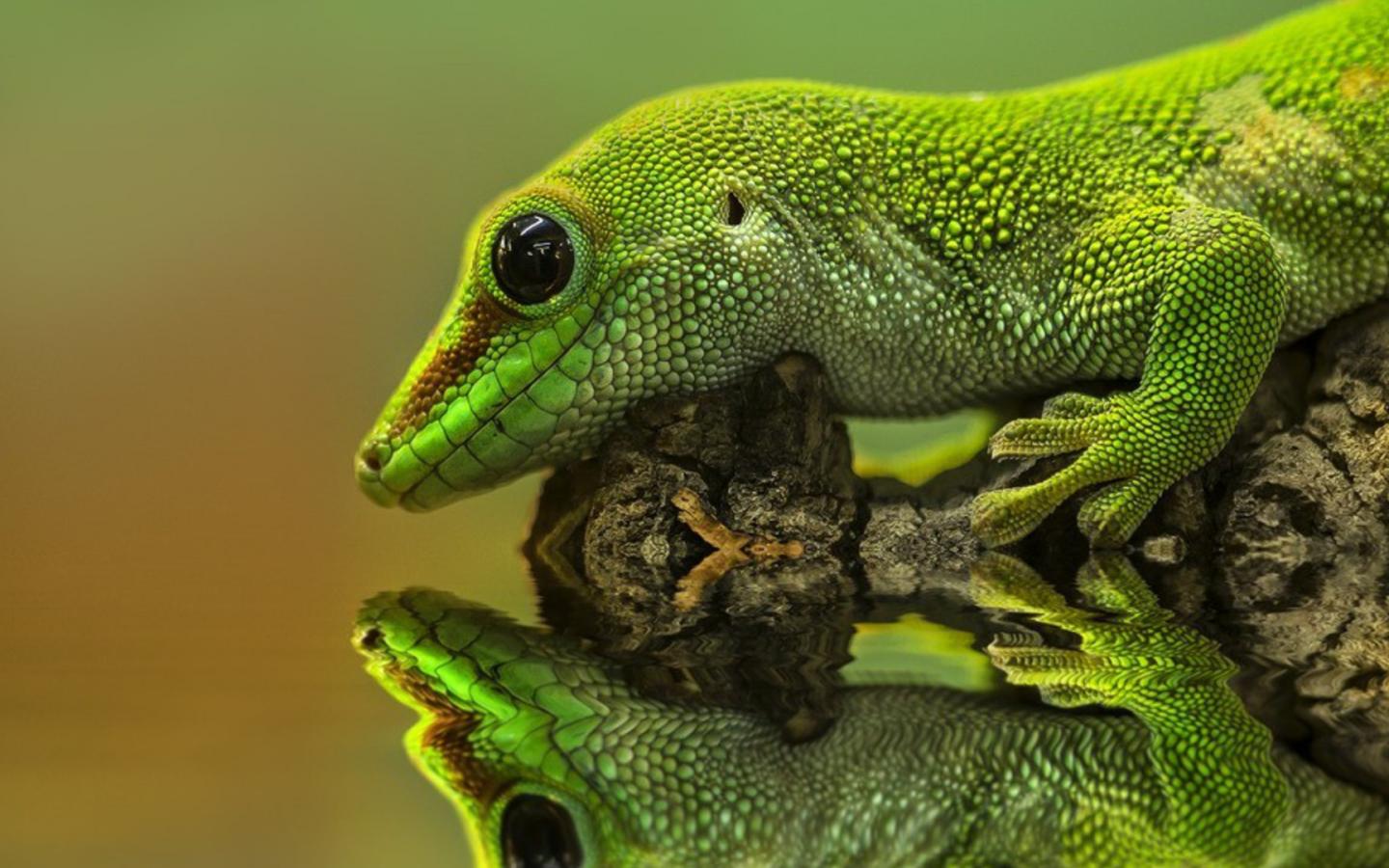 Reptile Wallpapers