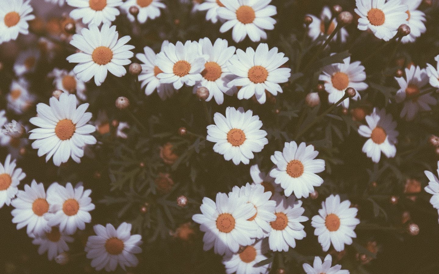 Retro Daisy Wallpapers