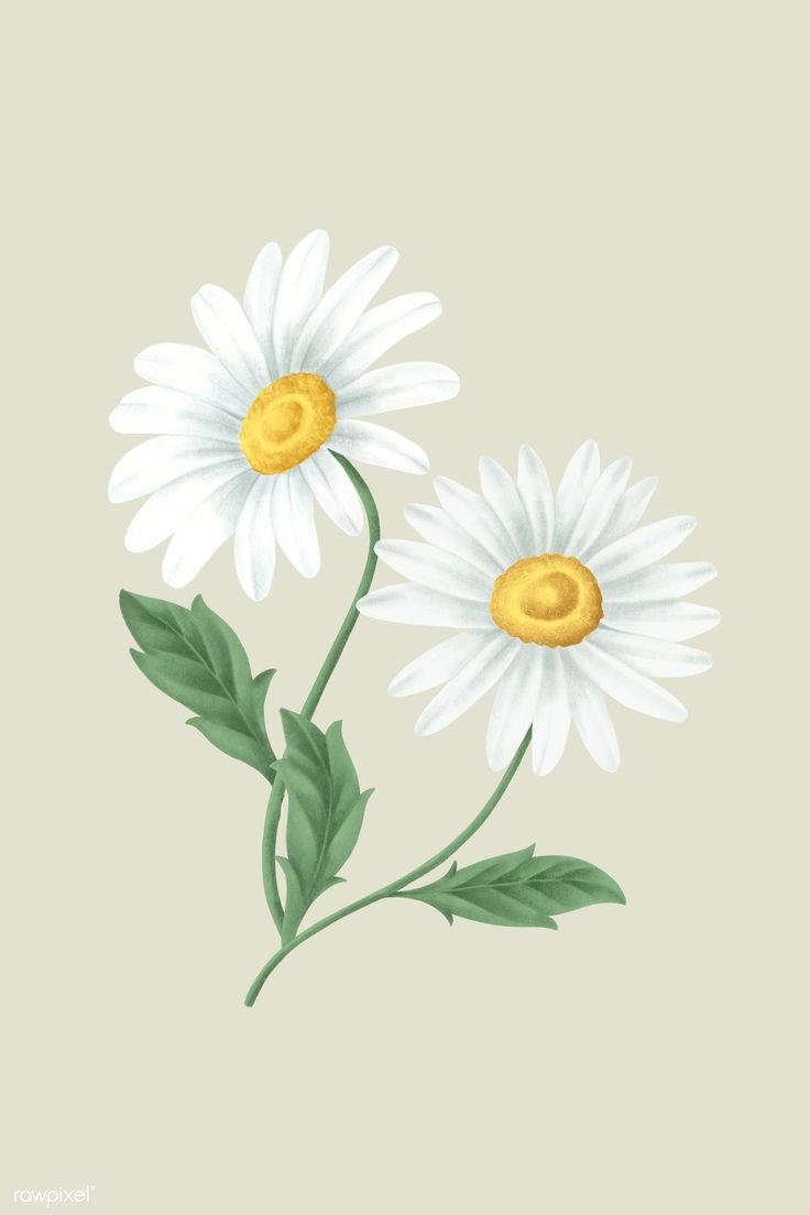 Retro Daisy Wallpapers