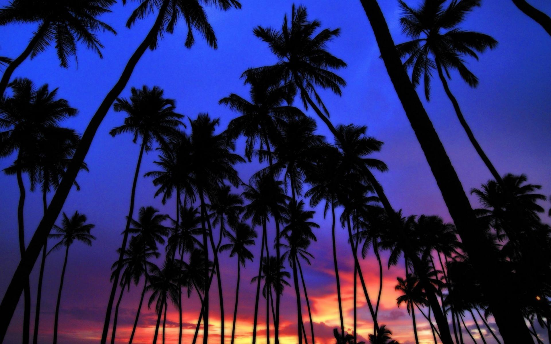 Retrowave Palm Trees Wallpapers Wallpapers