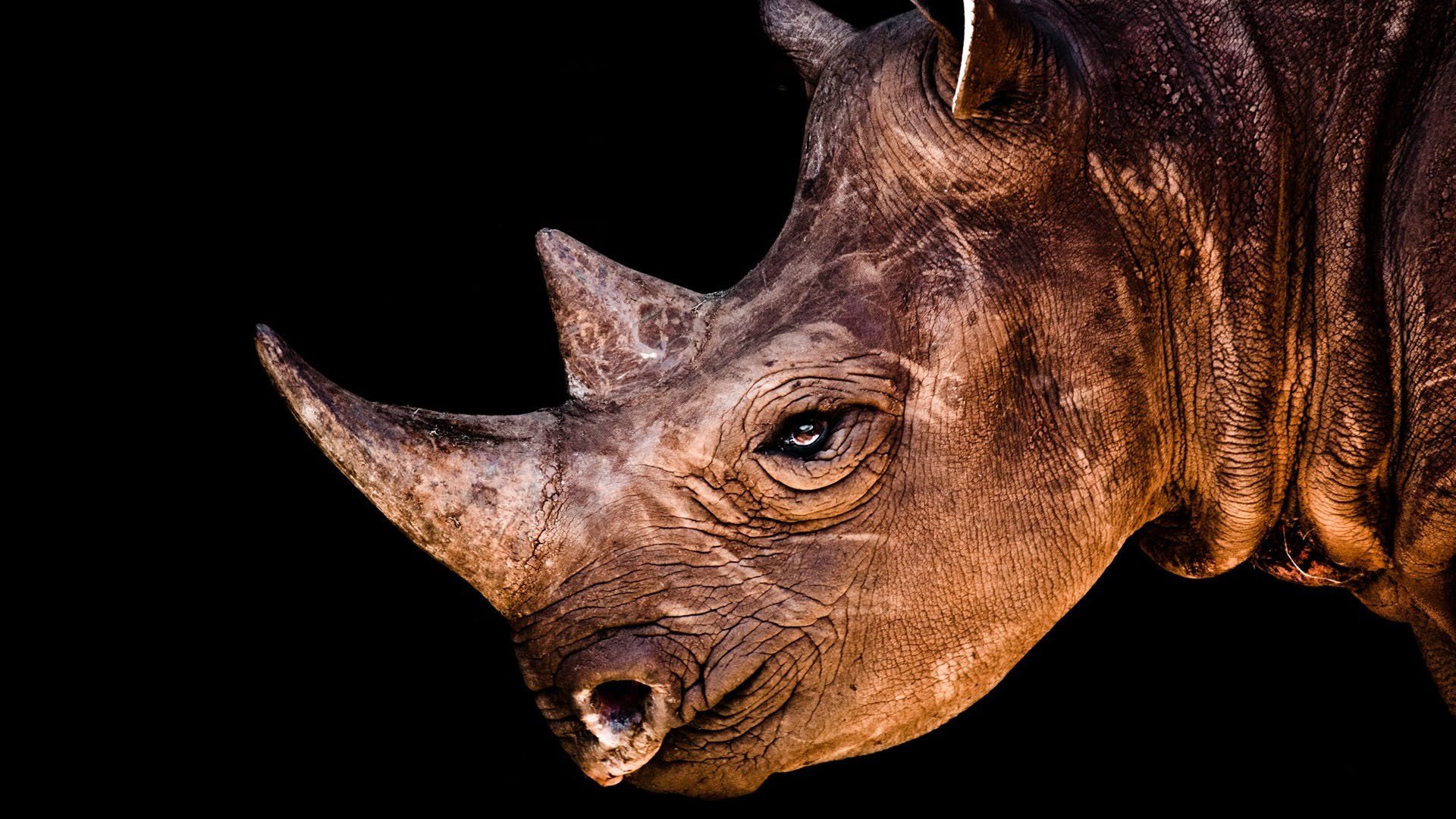 Rhino Wallpapers