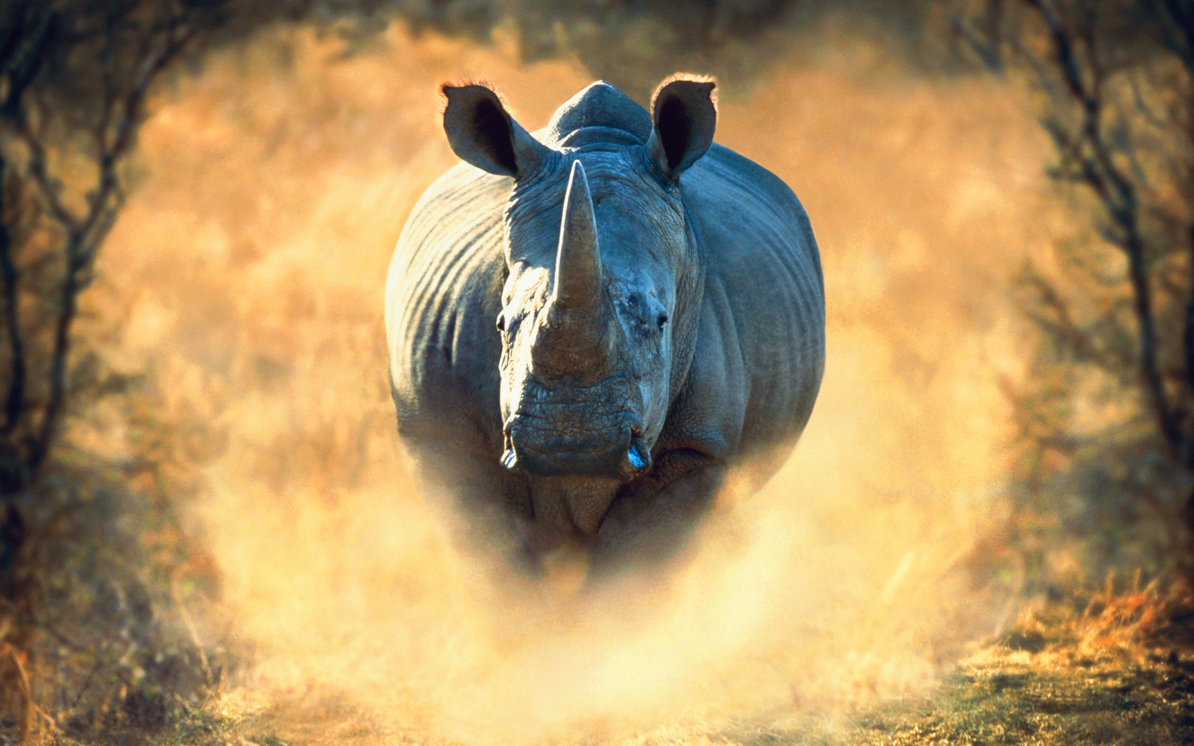 Rhino Wallpapers