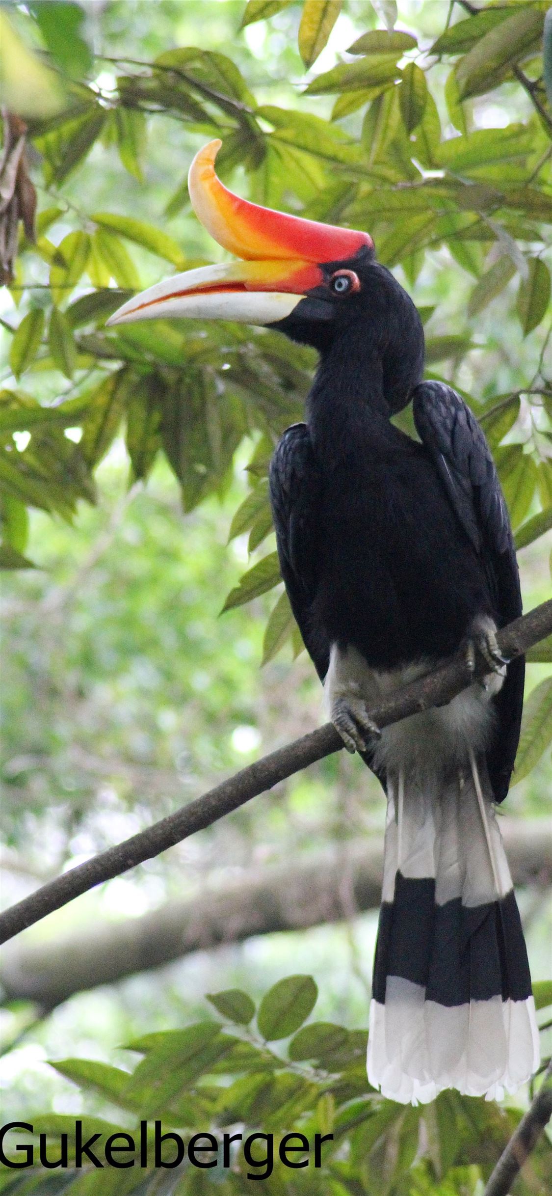 Rhinoceros Hornbill Wallpapers