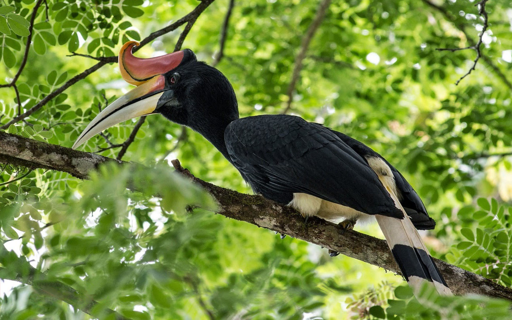 Rhinoceros Hornbill Wallpapers