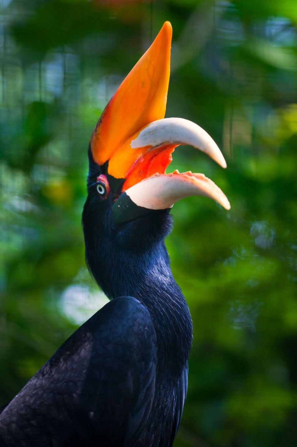 Rhinoceros Hornbill Wallpapers