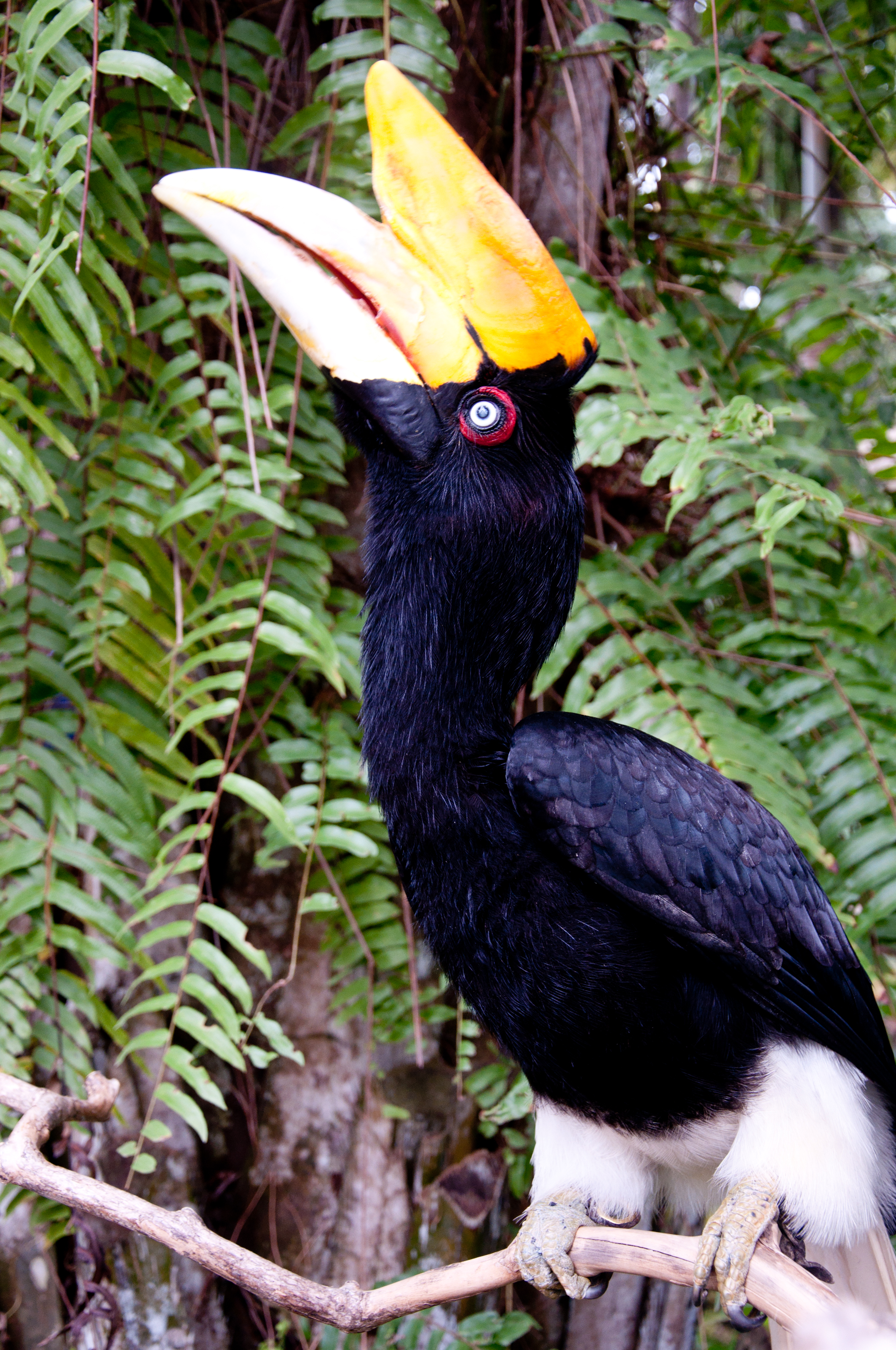 Rhinoceros Hornbill Wallpapers