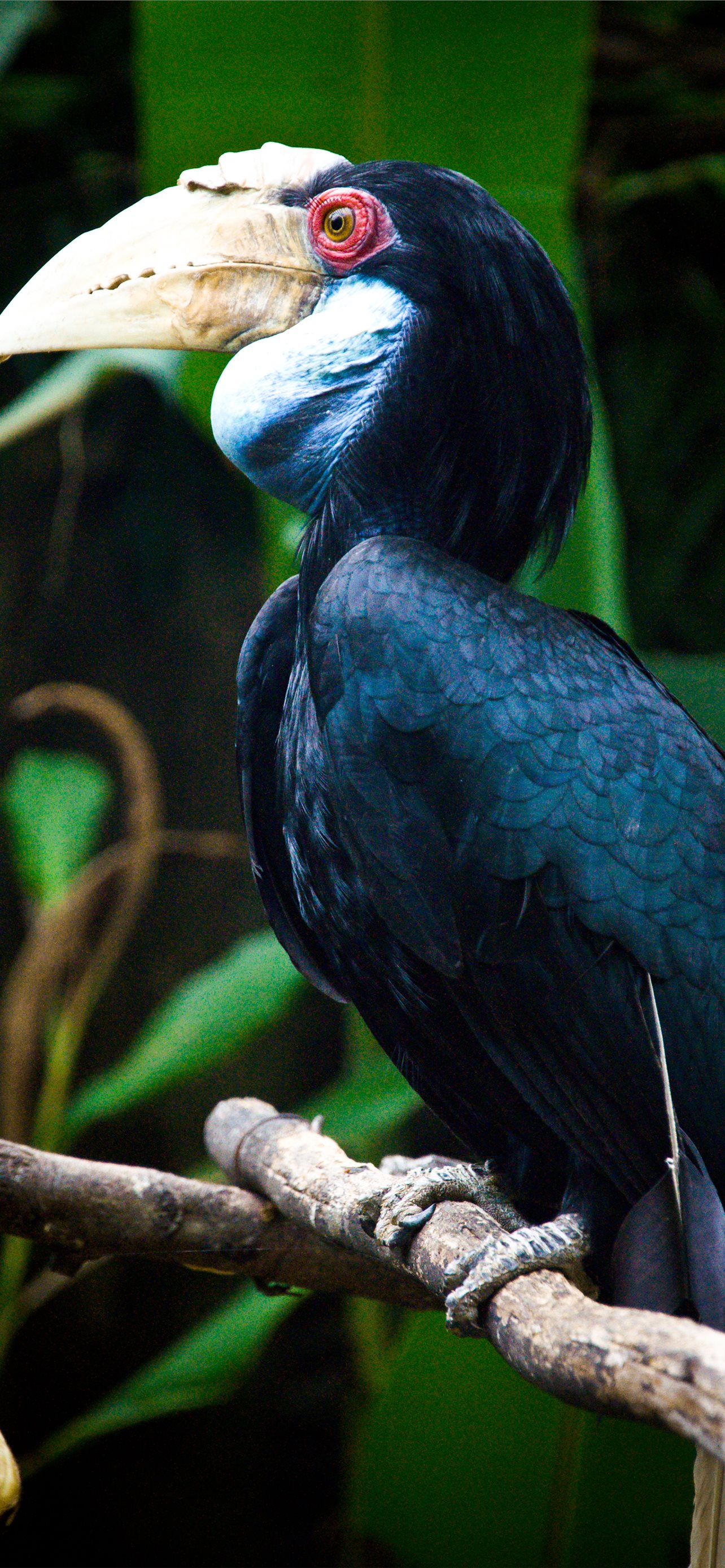 Rhinoceros Hornbill Wallpapers