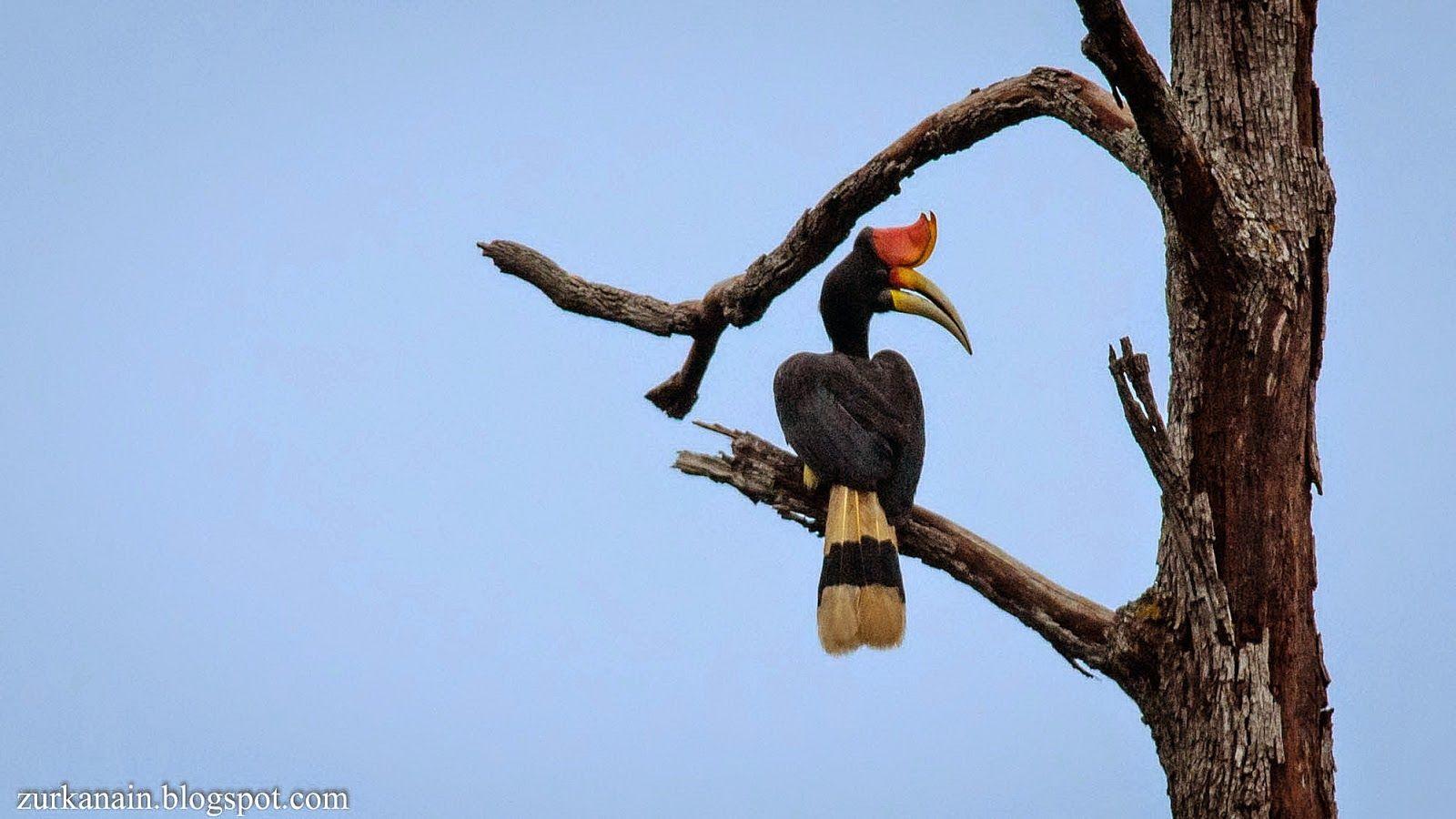 Rhinoceros Hornbill Wallpapers