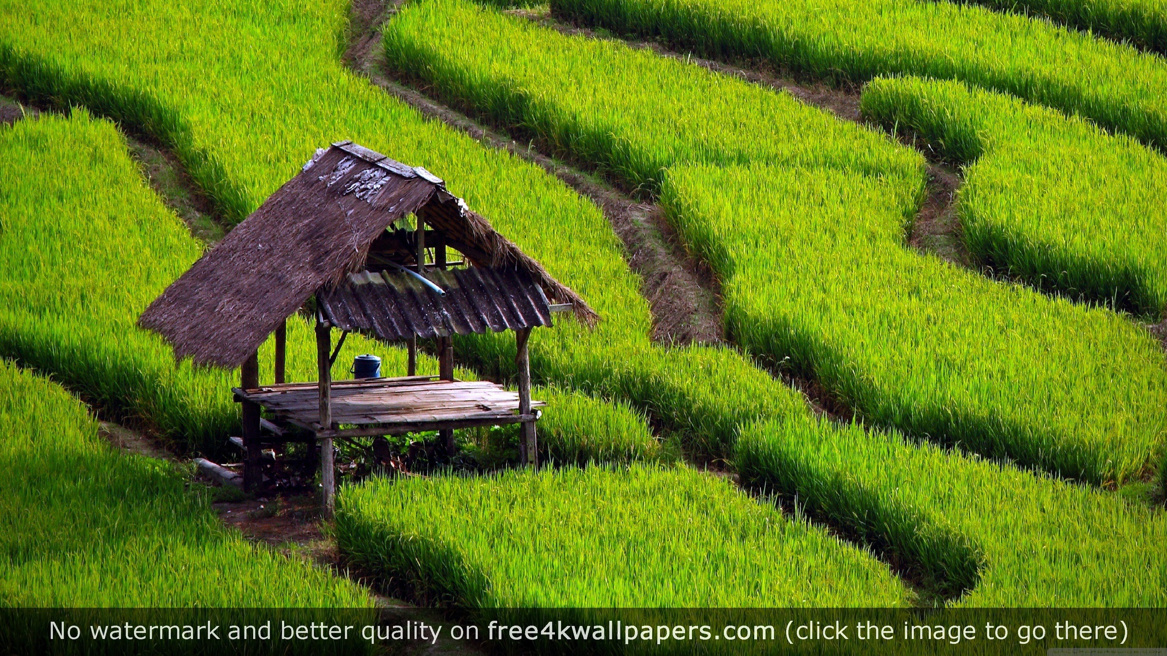 Rice Field Wallpapers