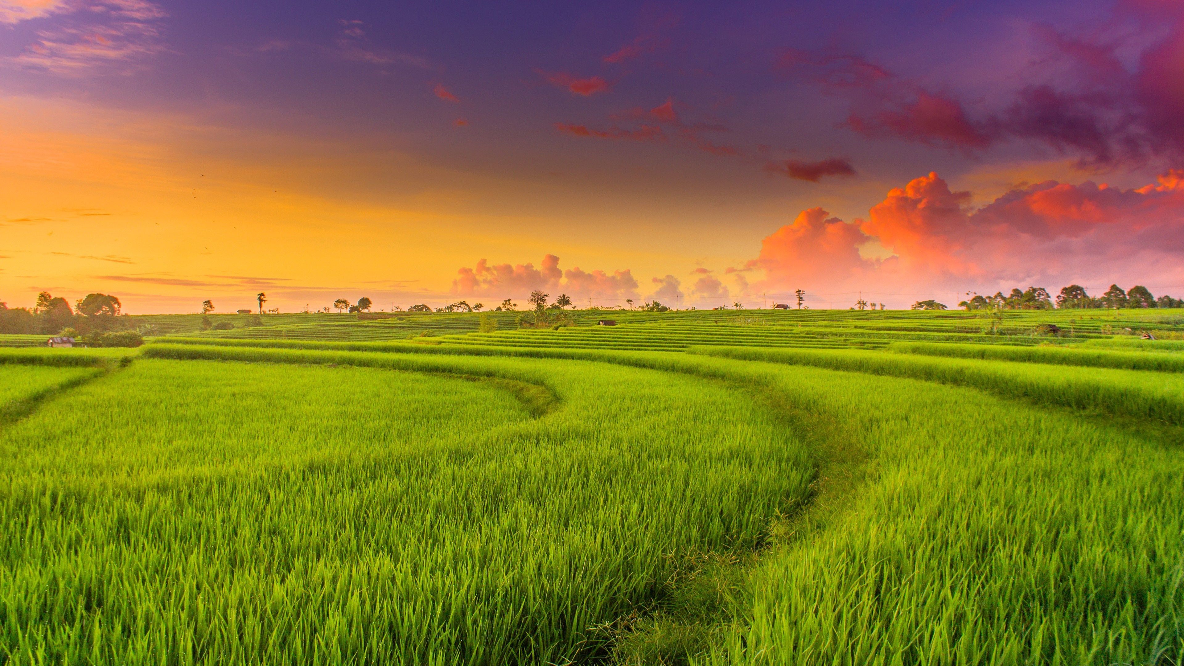 Rice Field Wallpapers