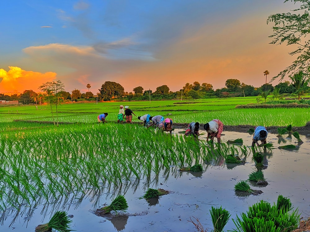 Rice Field Wallpapers