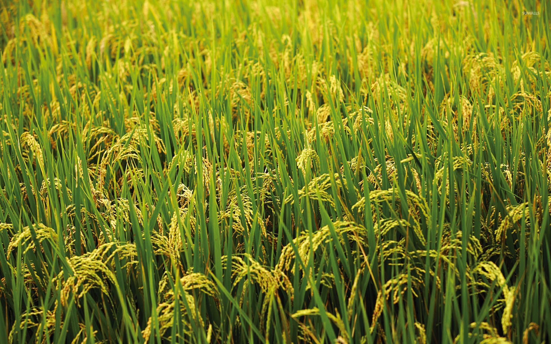 Rice Field Wallpapers