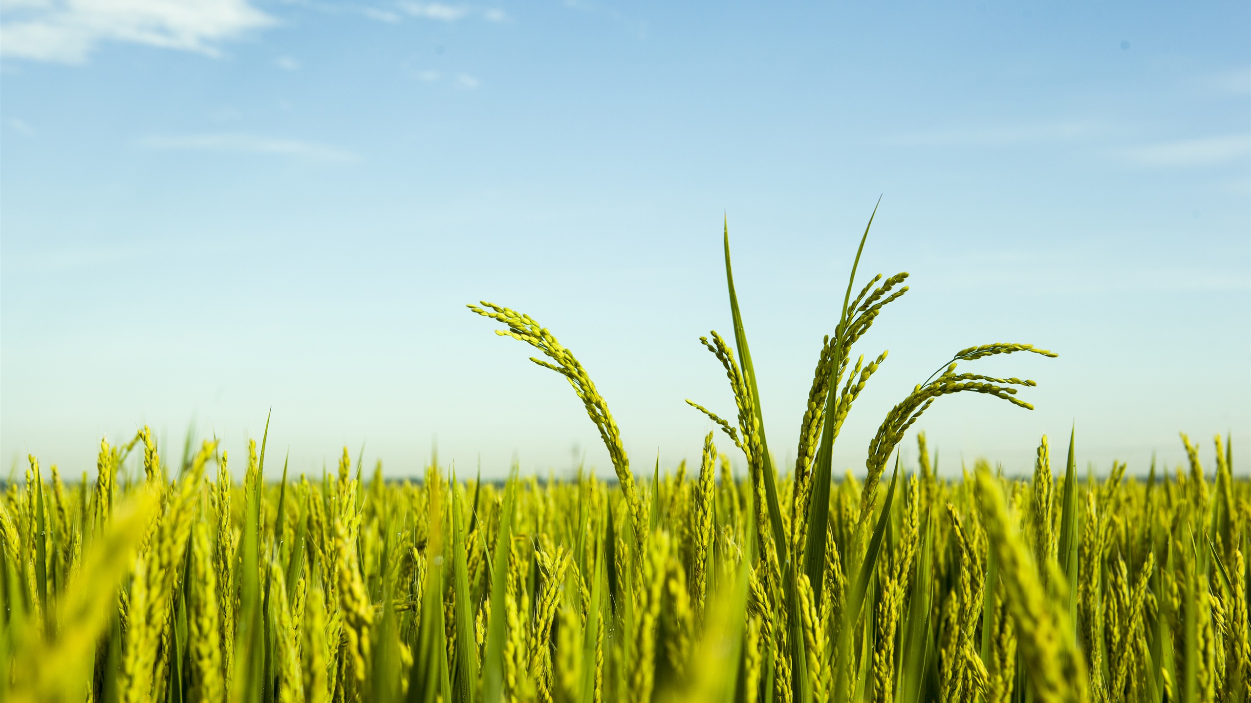 Rice Field Wallpapers