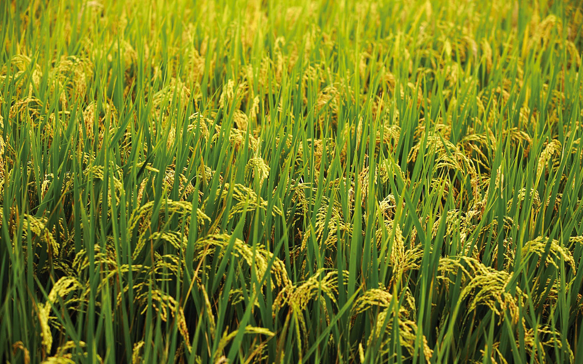 Rice Field Wallpapers