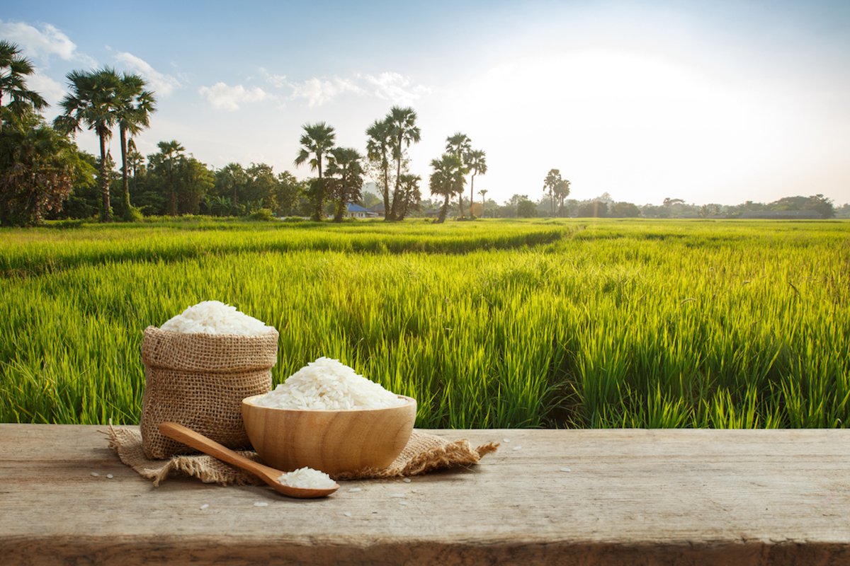 Rice Field Wallpapers