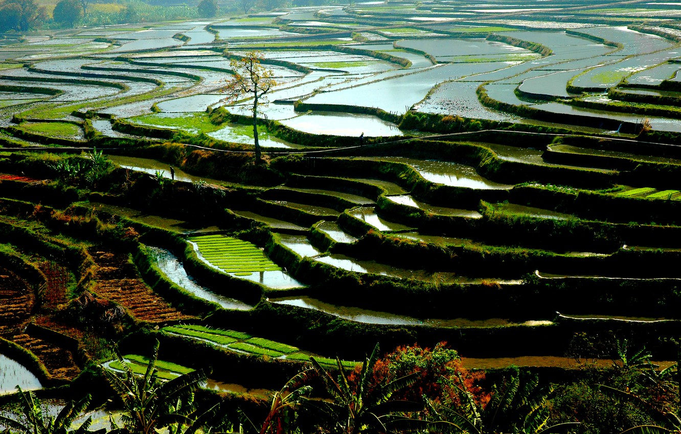 Rice Field Wallpapers