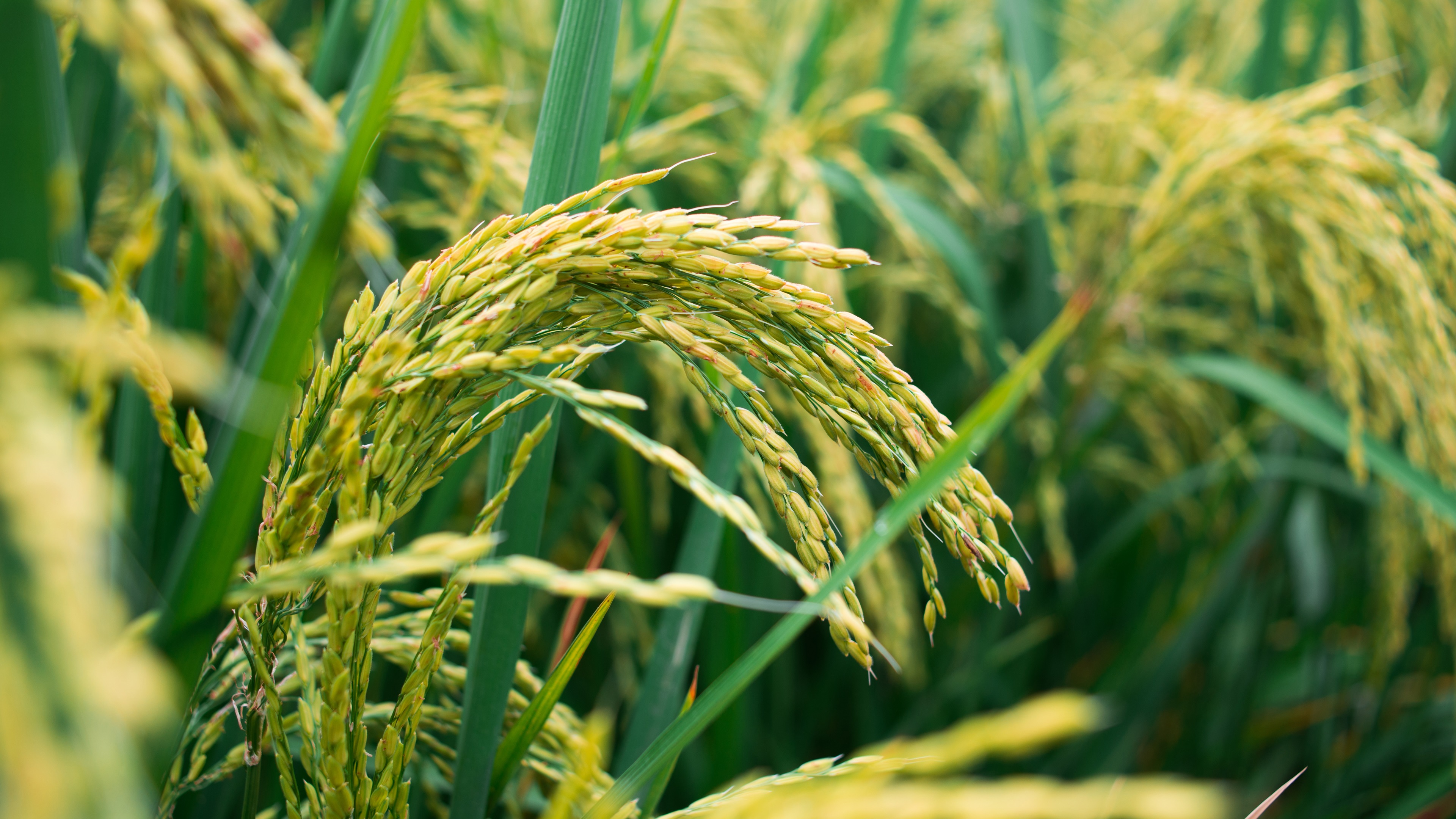 Rice Field Wallpapers