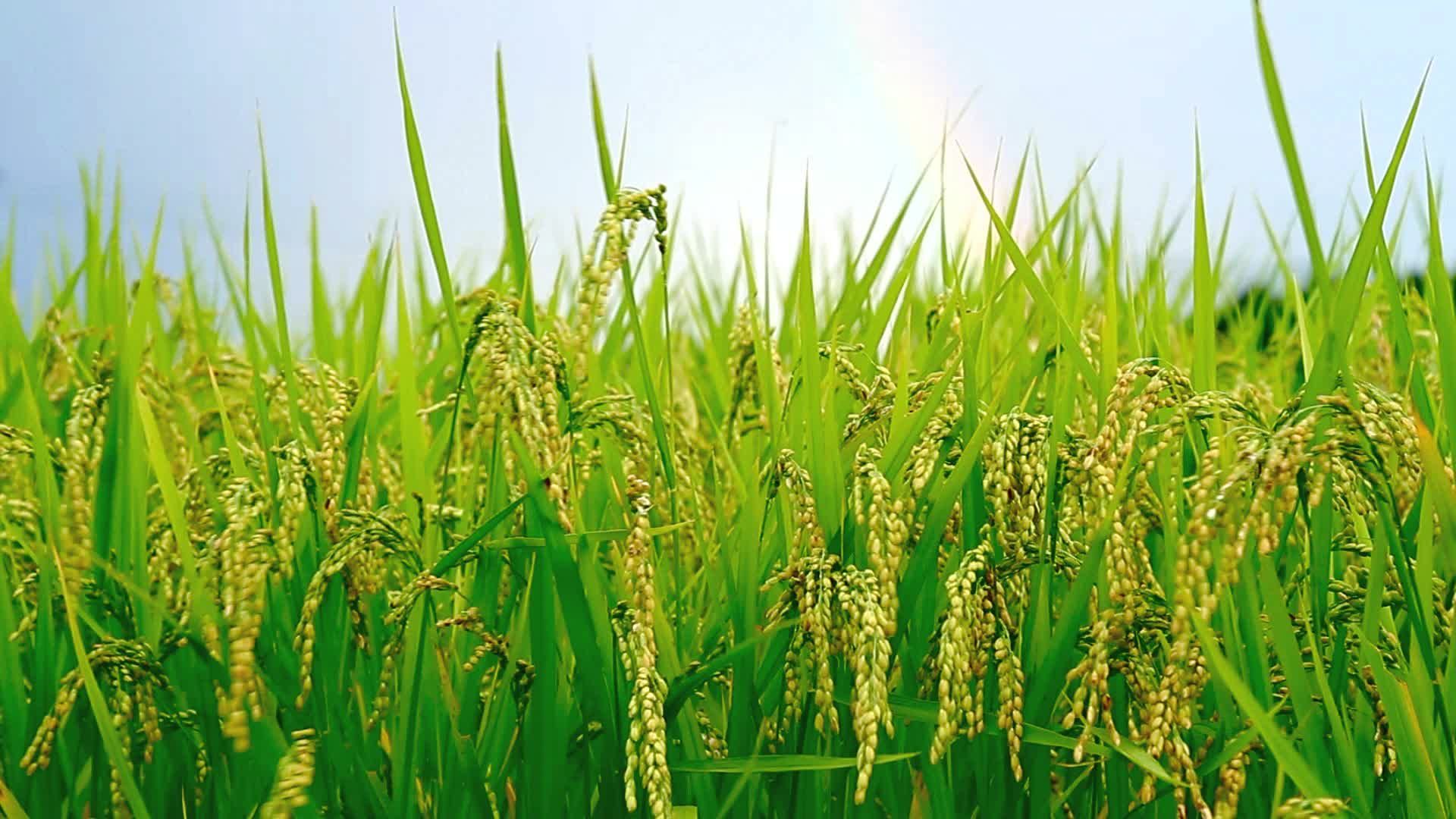 Rice Field Wallpapers