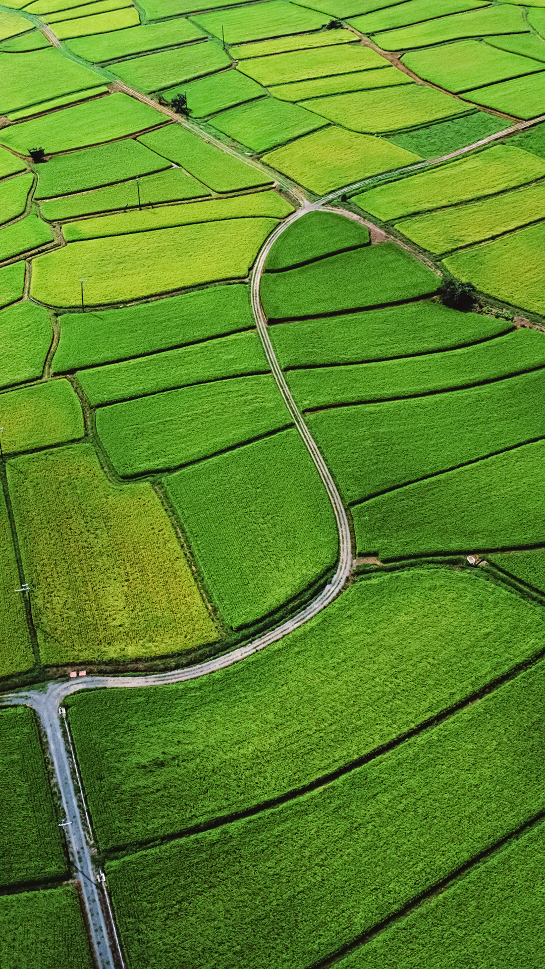 Rice Field Wallpapers